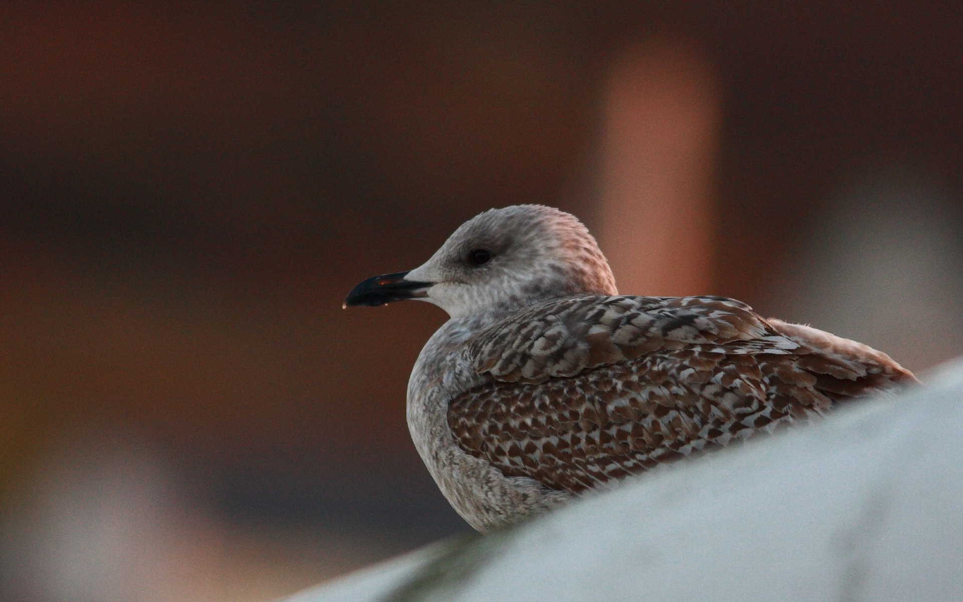 Download mobile wallpaper Seagull, Birds, Animal for free.