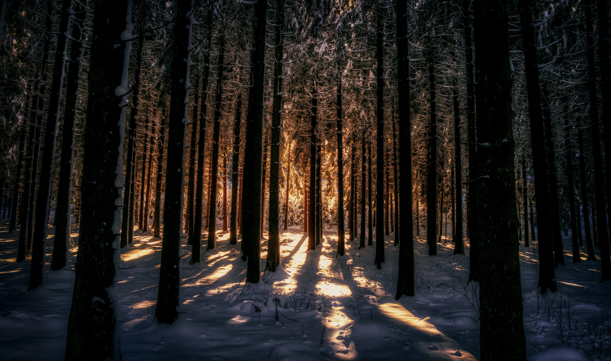 Téléchargez des papiers peints mobile Hiver, Forêt, Arbre, Ensoleillé, La Nature, Terre/nature, Neiger gratuitement.