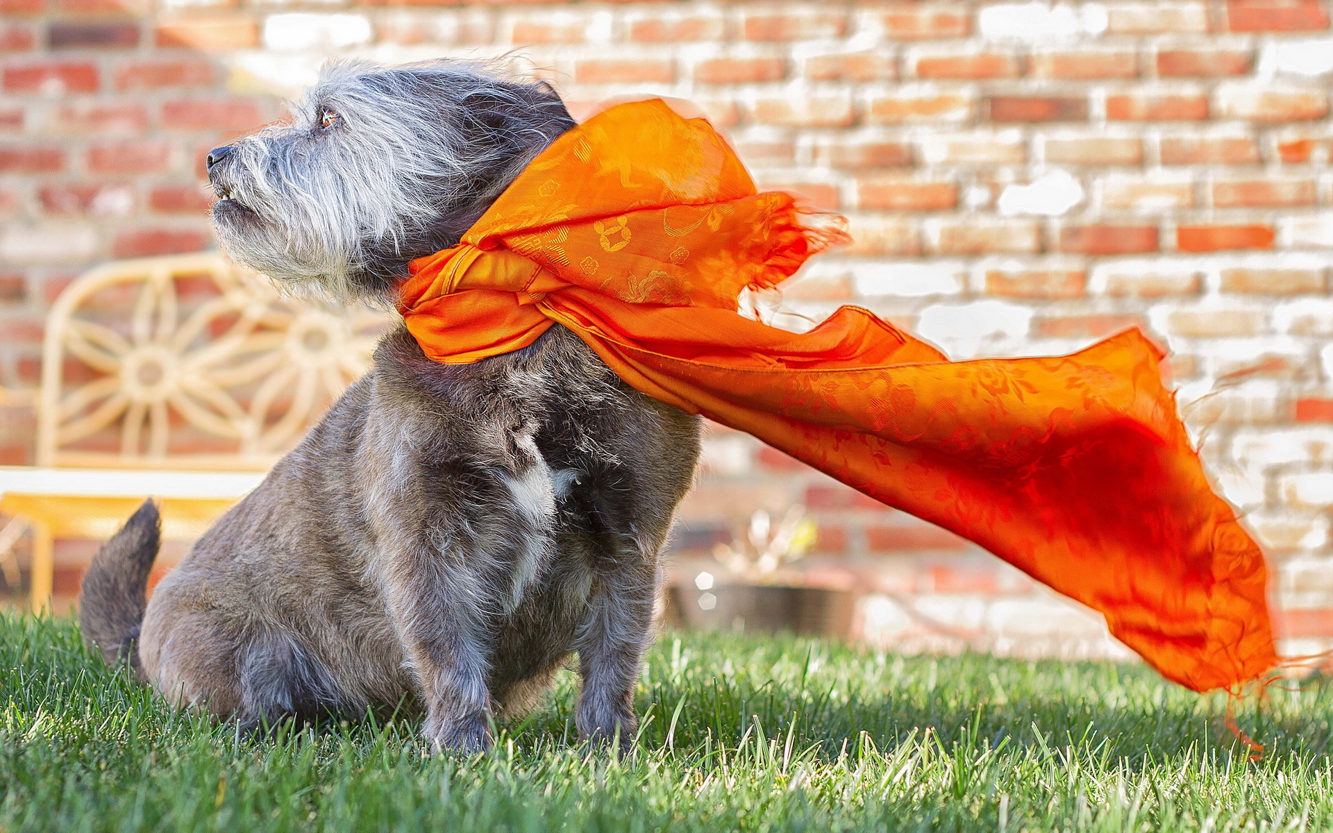 Téléchargez des papiers peints mobile Animaux, Chiens, Chien gratuitement.