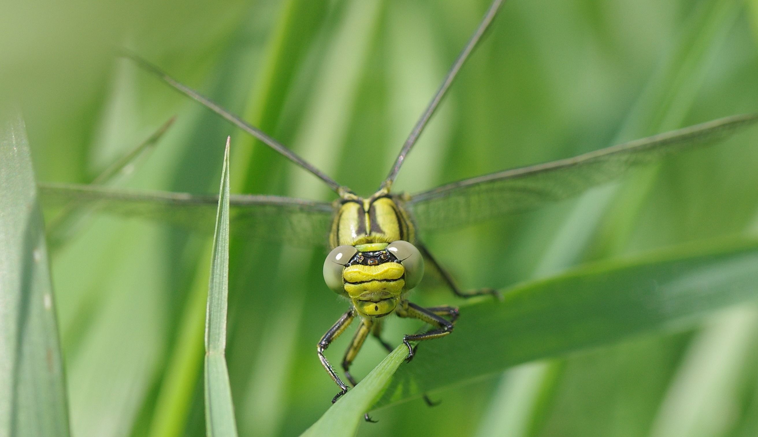 Free download wallpaper Grass, Insects, Blur, Close Up, Insect, Animal, Dragonfly on your PC desktop