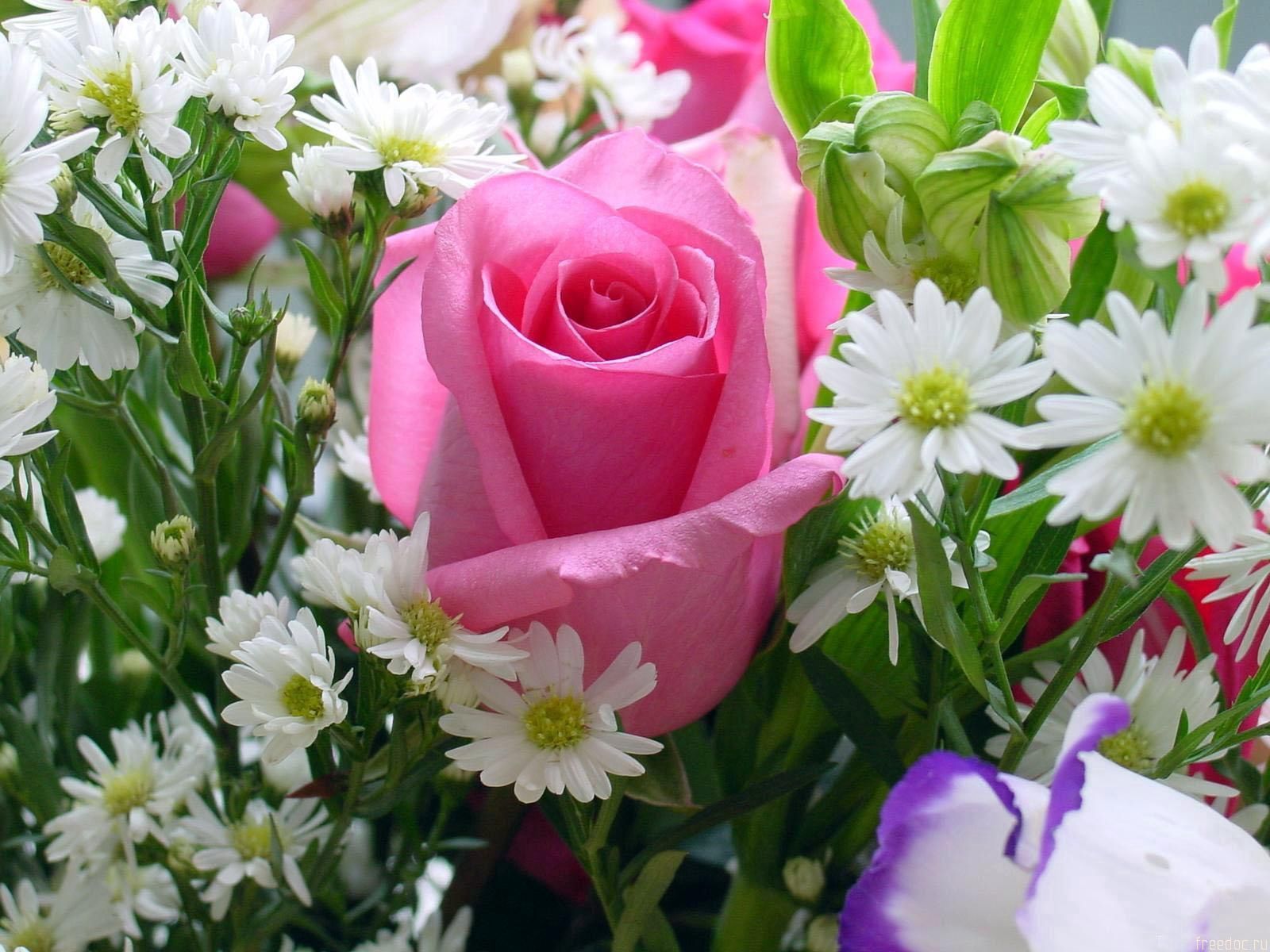 rose flower, flowers, camomile, rose, beauty, bouquet Desktop home screen Wallpaper