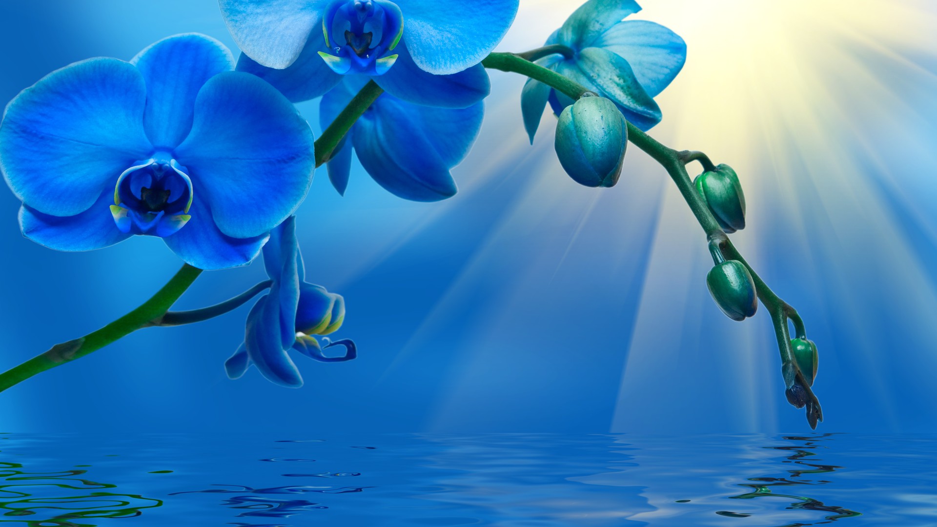 Скачать обои бесплатно Вода, Цветок, Синий, Орхидея, Земля/природа, Синий Цветок, Флауэрсы картинка на рабочий стол ПК