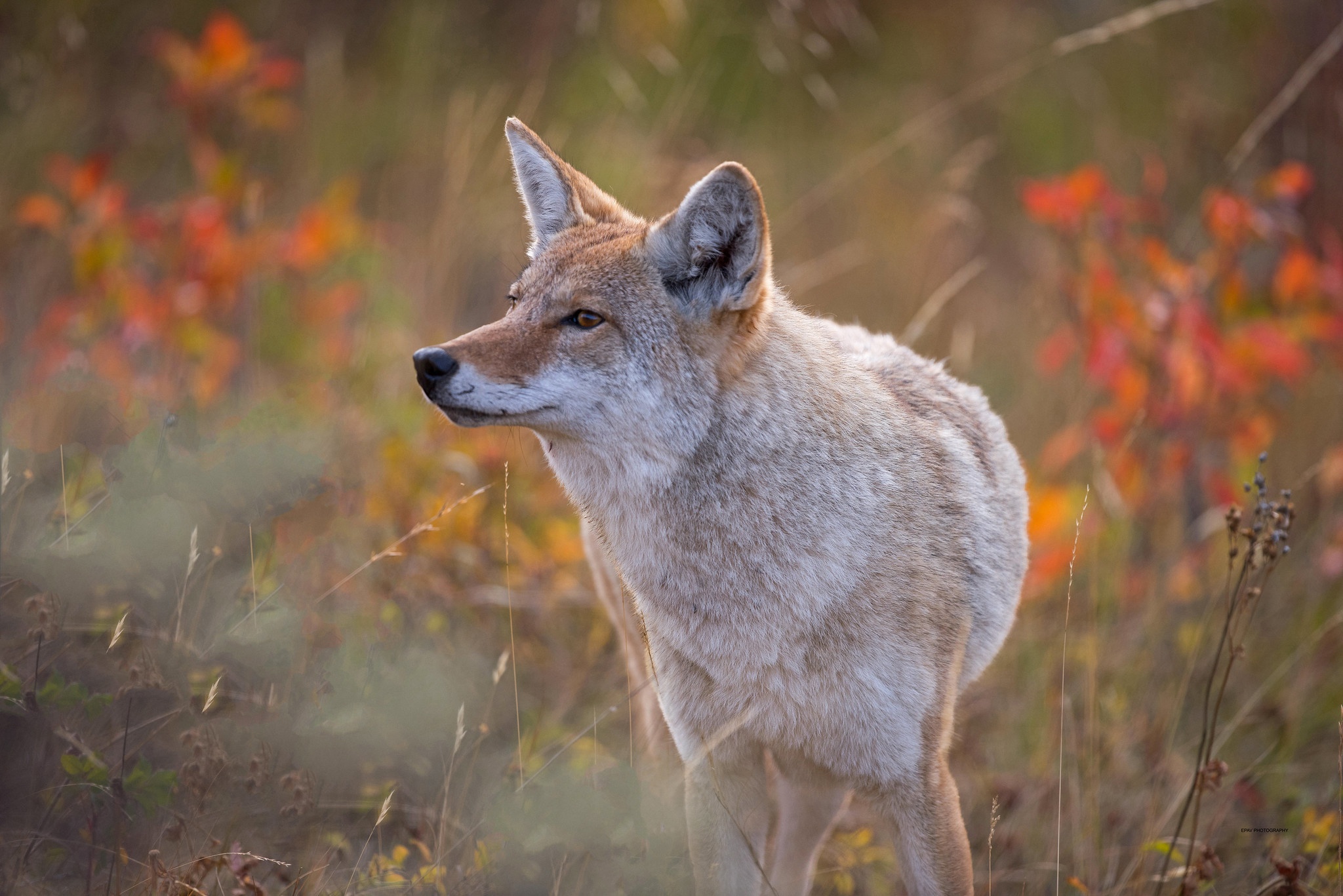 Laden Sie das Tiere, Koyote-Bild kostenlos auf Ihren PC-Desktop herunter