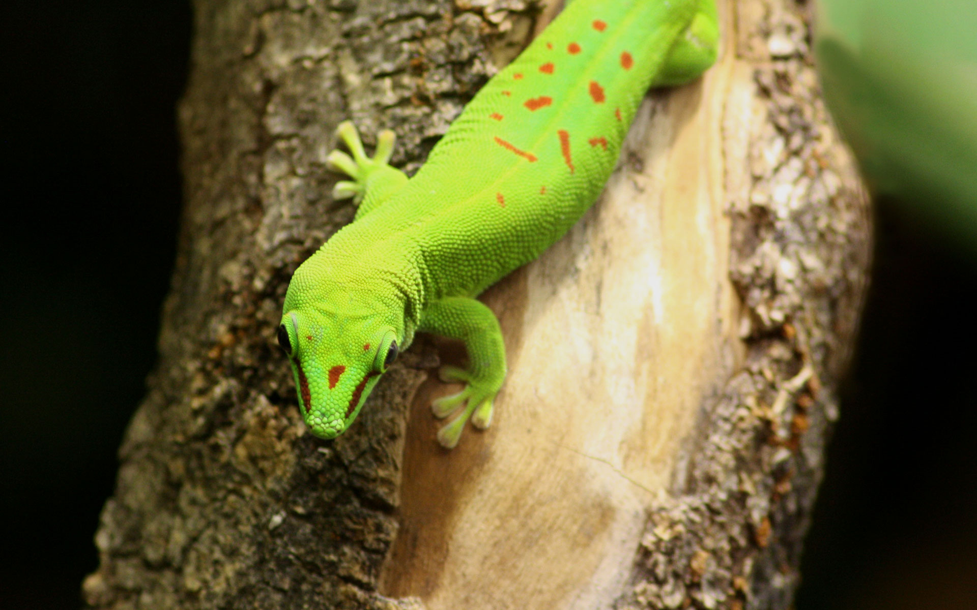 Handy-Wallpaper Gecko, Eidechse, Reptilien, Tiere kostenlos herunterladen.
