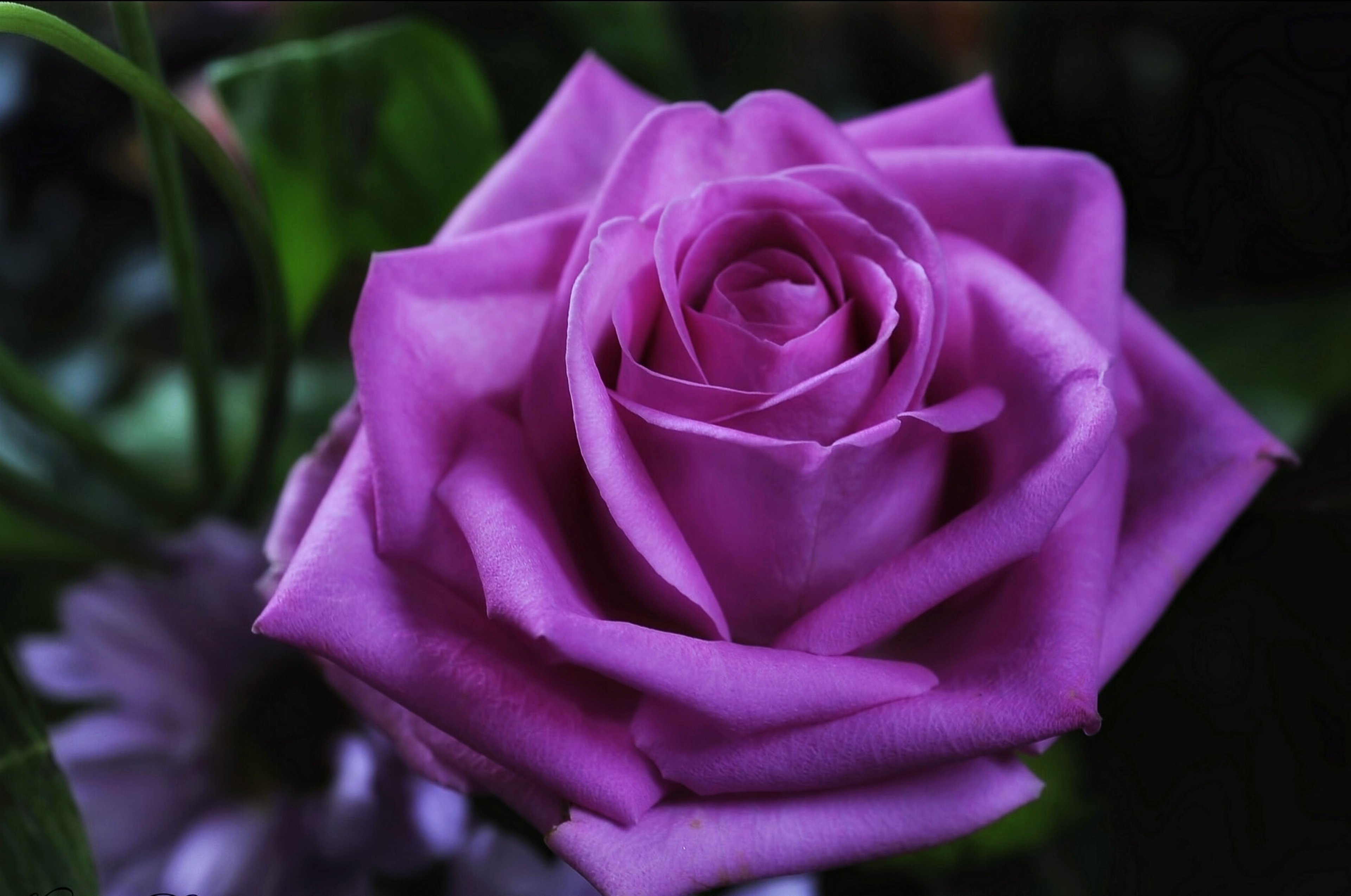 Download mobile wallpaper Flowers, Flower, Rose, Close Up, Earth, Purple Flower for free.