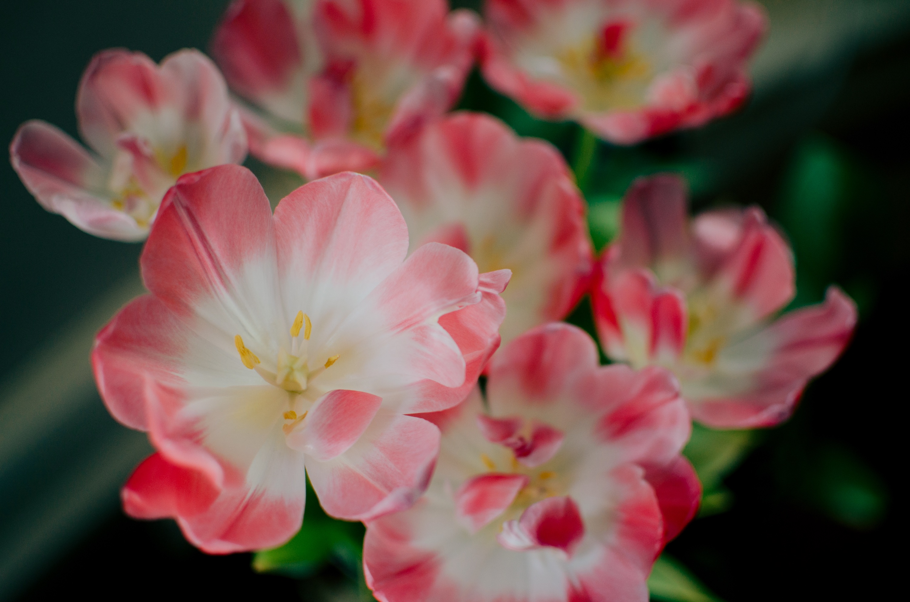 Laden Sie das Blumen, Rosa, Knospe, Bud, Blütenblätter-Bild kostenlos auf Ihren PC-Desktop herunter