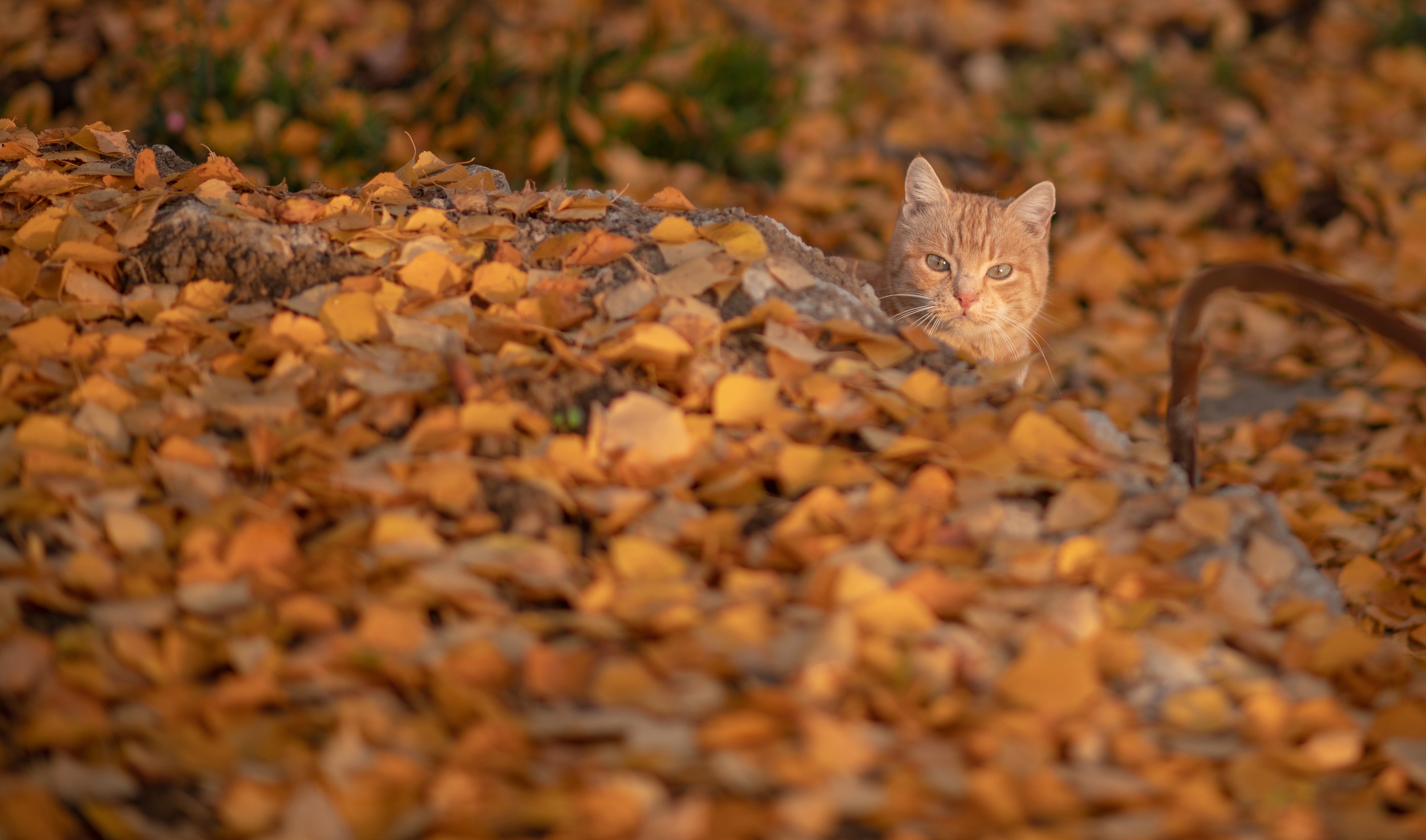 Descarga gratuita de fondo de pantalla para móvil de Animales, Gatos, Gato.