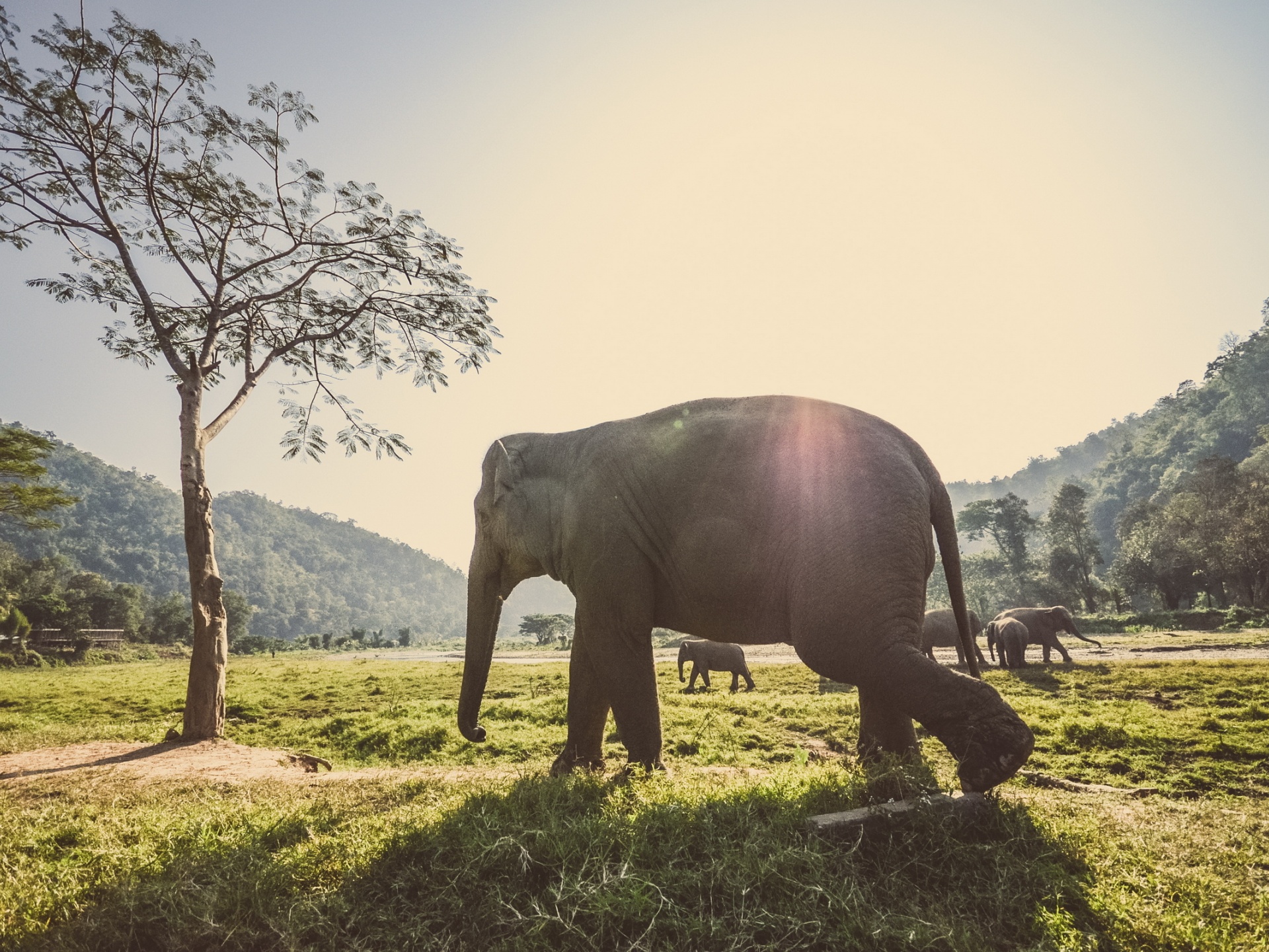Завантажити шпалери безкоштовно Азіатський Слон, Слони, Тварина картинка на робочий стіл ПК