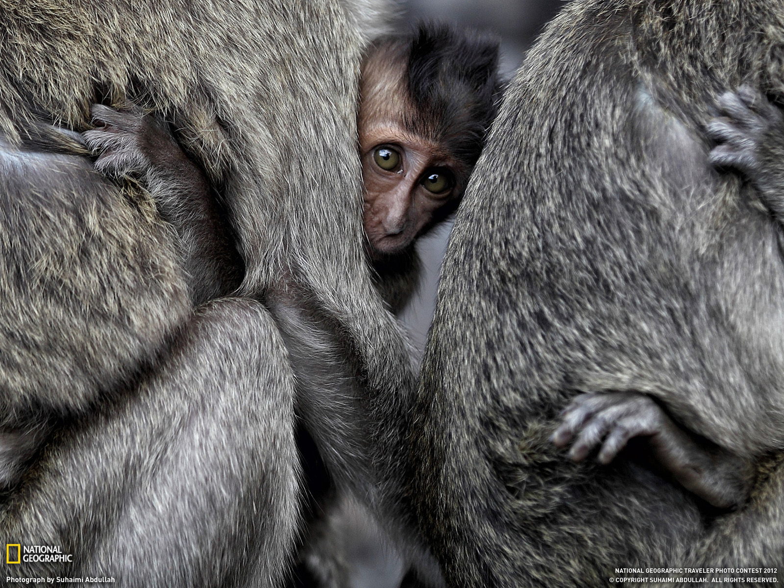 animal, macaque, baby animal, cute HD wallpaper