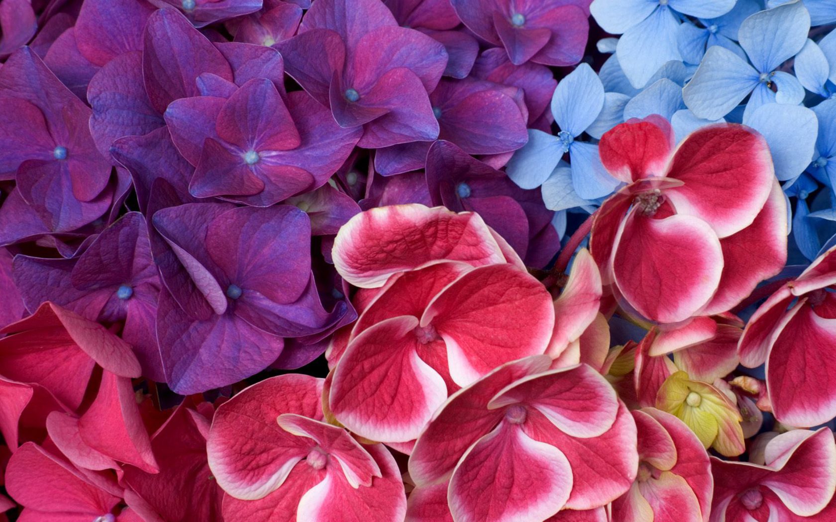 Descarga gratis la imagen Flor, Flor Rosa, Hortensia, Flor Purpura, Tierra/naturaleza, Flor Azul en el escritorio de tu PC