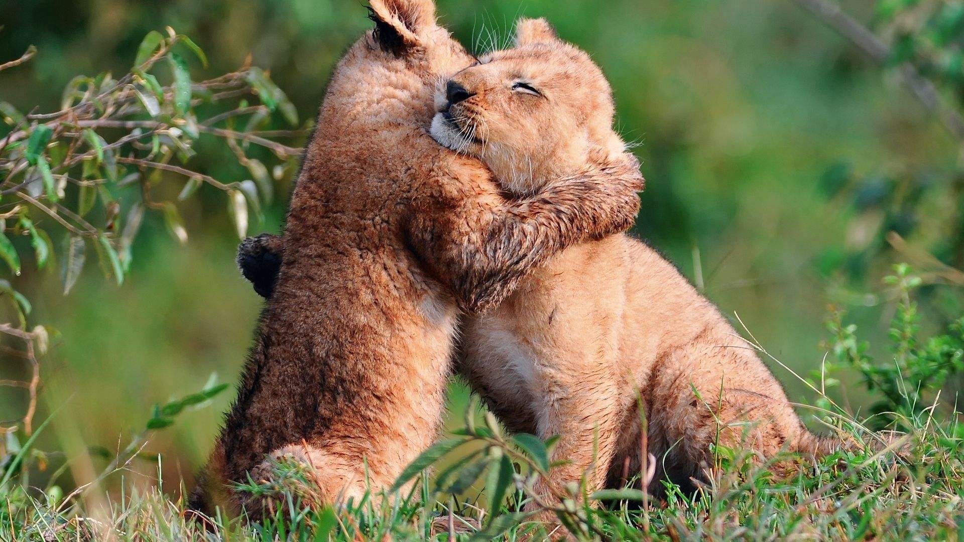 lion cubs, animals, grass, young, cubs, embrace QHD