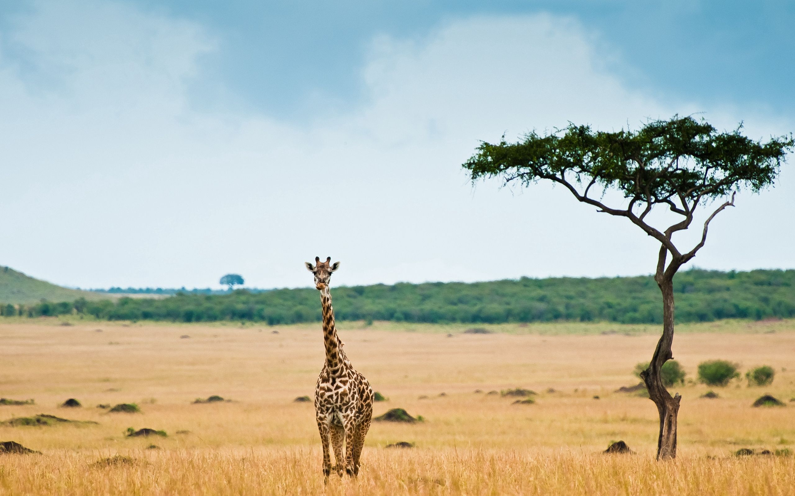 giraffe, savanna, desert, wood, animals, tree