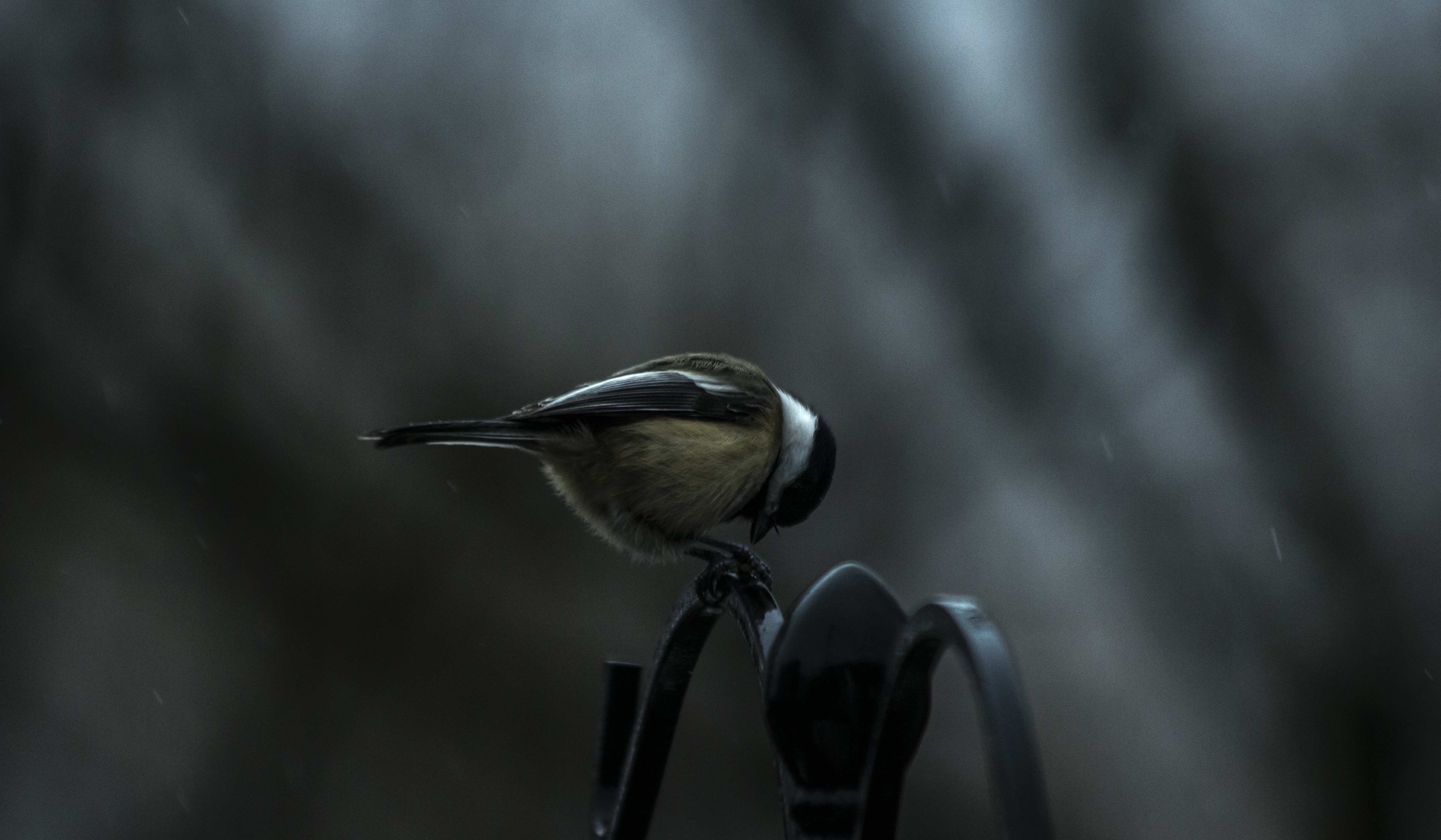 Free download wallpaper Birds, Bird, Animal, Titmouse on your PC desktop