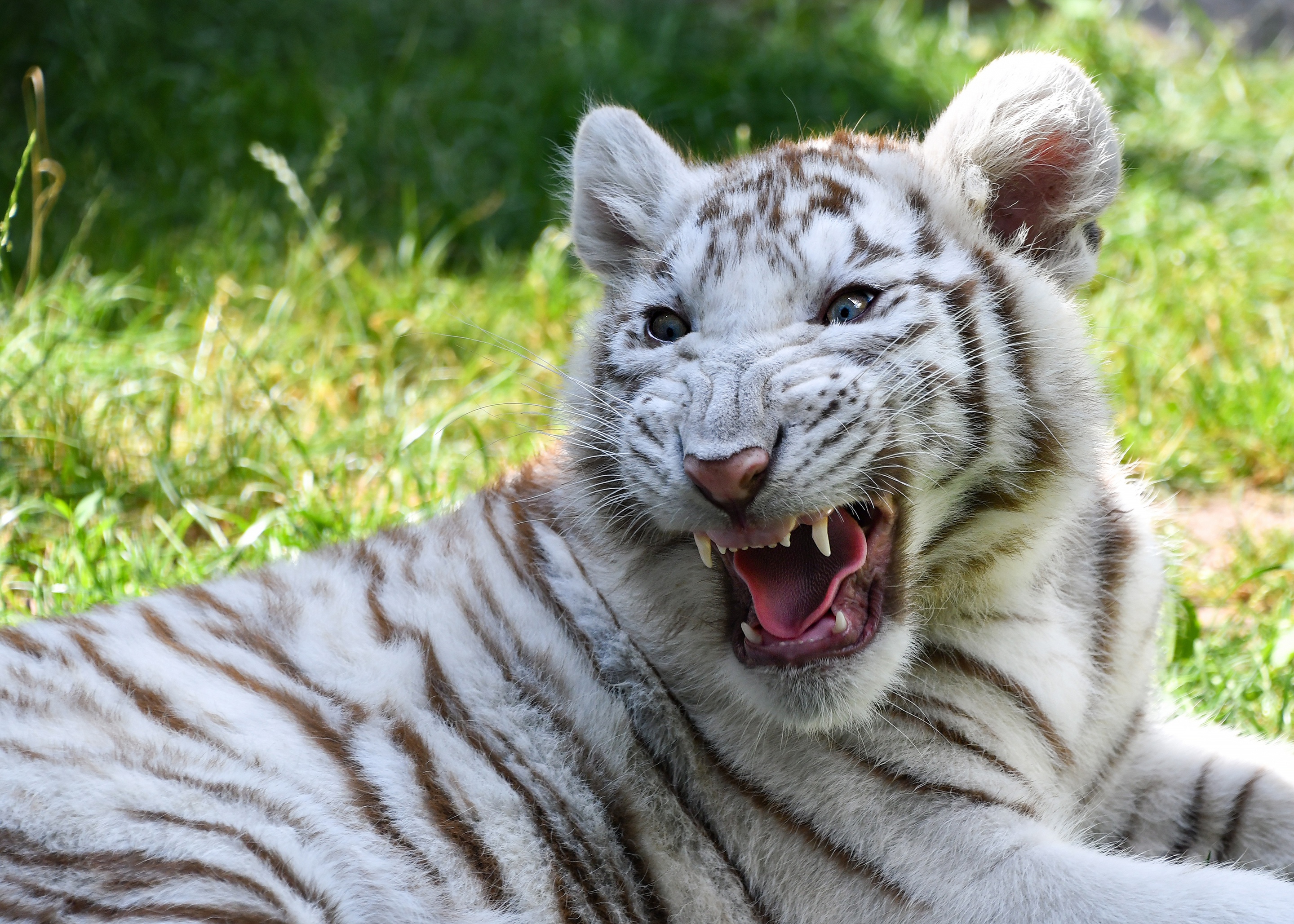 492252 Bild herunterladen tiere, weißer tiger, tierbaby, jungtier, brüllen, tiger, katzen - Hintergrundbilder und Bildschirmschoner kostenlos
