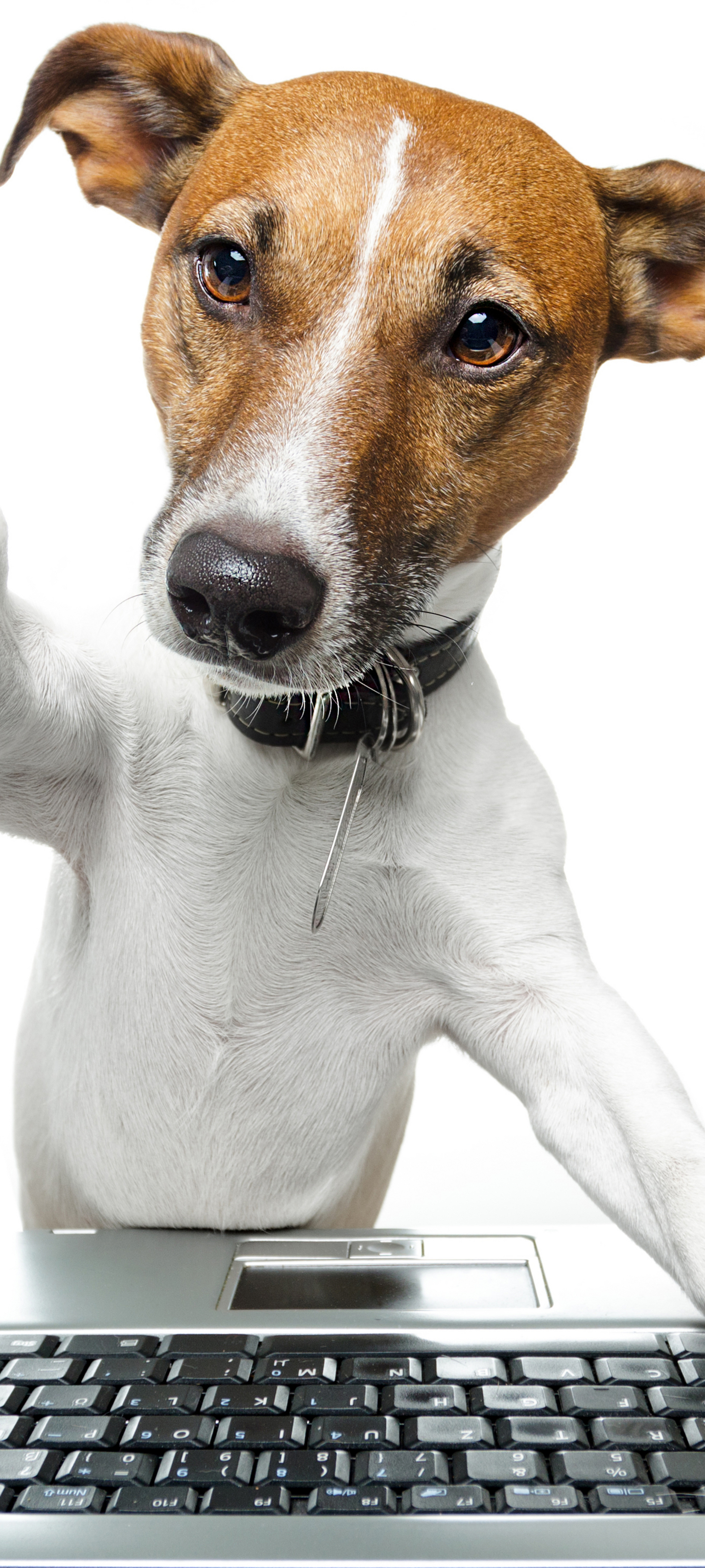 Téléchargez gratuitement l'image Animaux, Chiens, Chien sur le bureau de votre PC