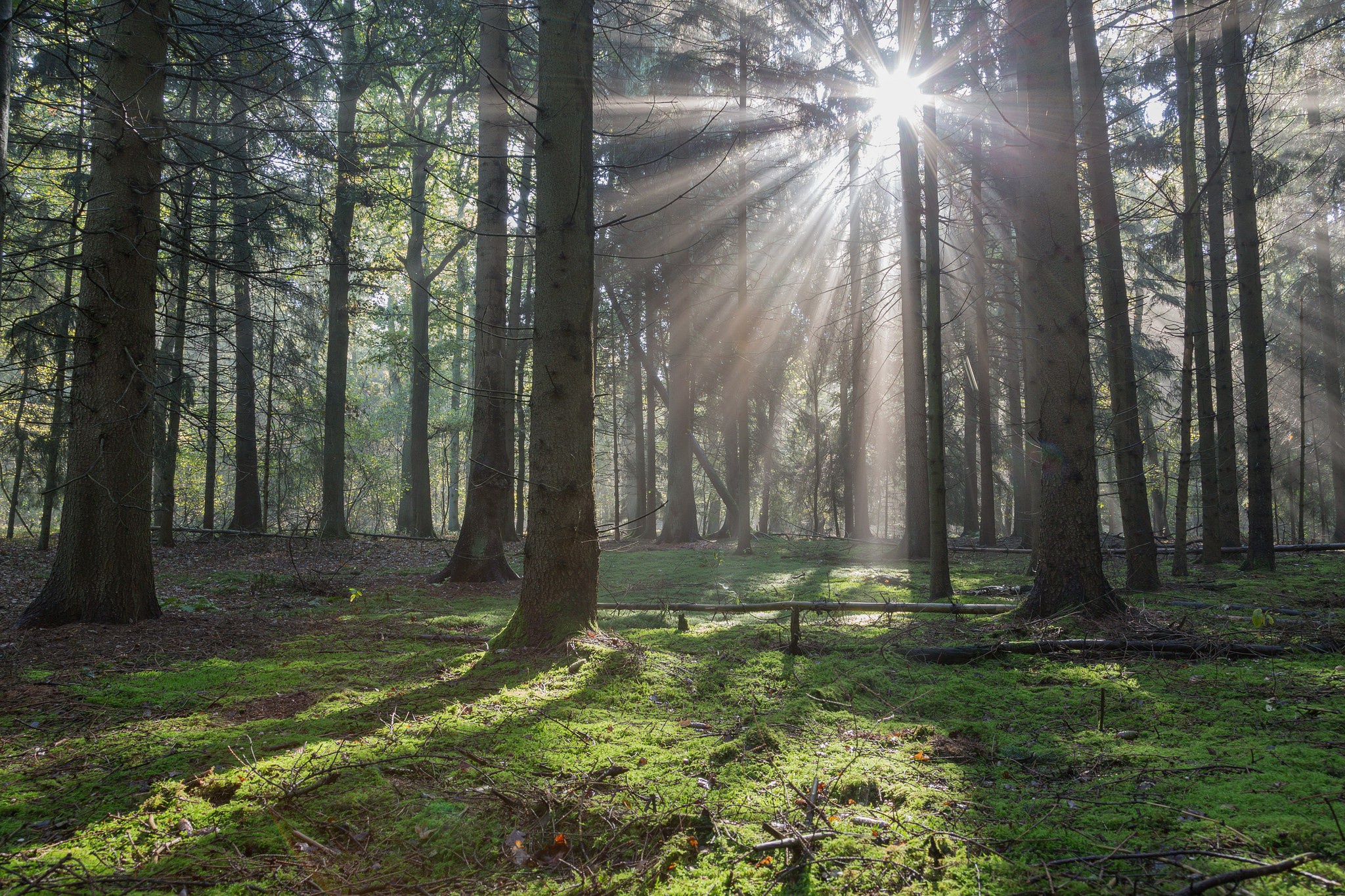 Free download wallpaper Nature, Forest, Tree, Earth, Sunbeam on your PC desktop