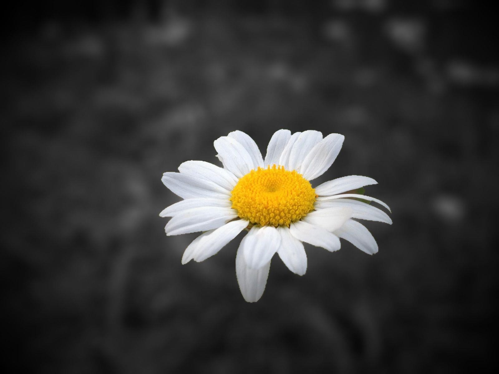 Téléchargez gratuitement l'image Fleurs, Fleur, Terre/nature sur le bureau de votre PC