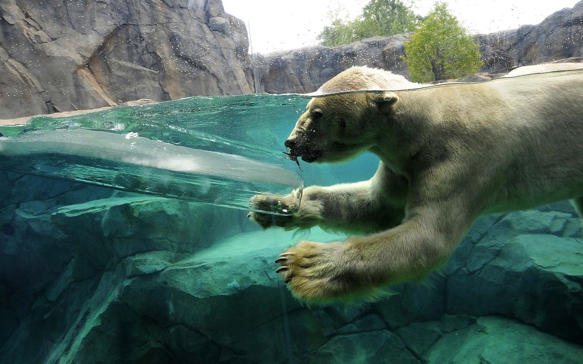103249 скачать картинку плавать, животные, малыш, детеныш, полярный медведь, подводный - обои и заставки бесплатно