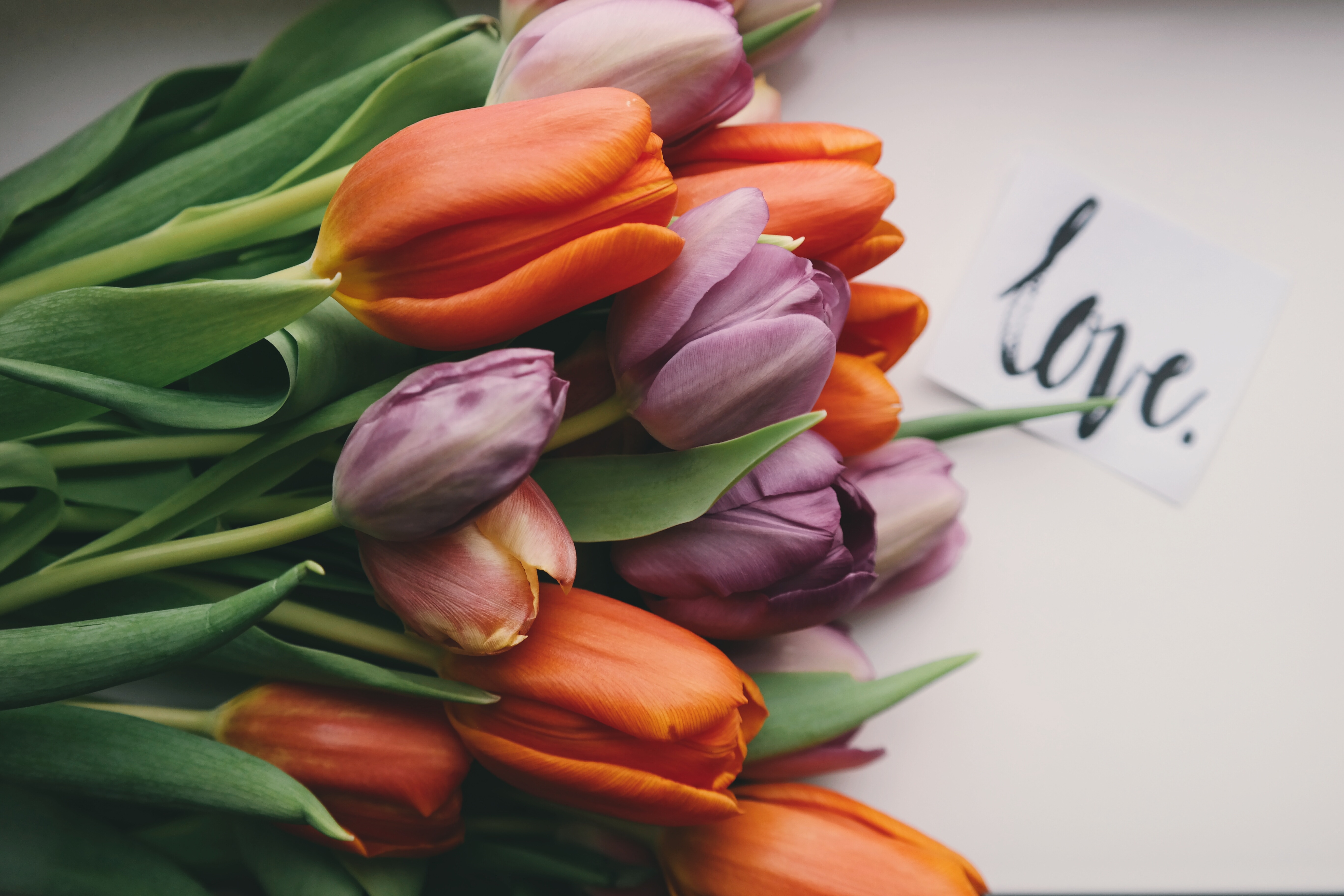 Завантажити шпалери безкоштовно Квітка, Тюльпан, Фіолетова Квітка, Створено Людиною, Апельсинова Квітка картинка на робочий стіл ПК