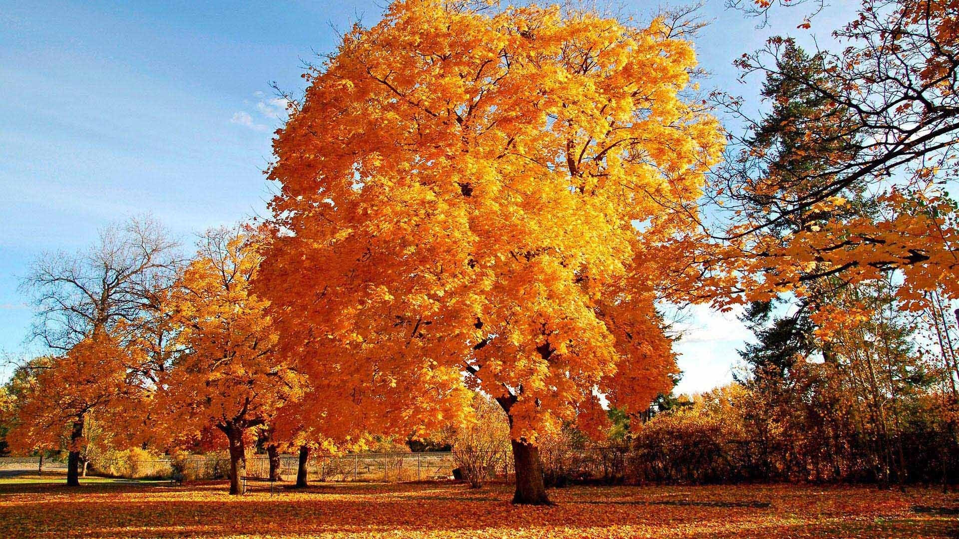 Téléchargez des papiers peints mobile Automne, Terre/nature gratuitement.