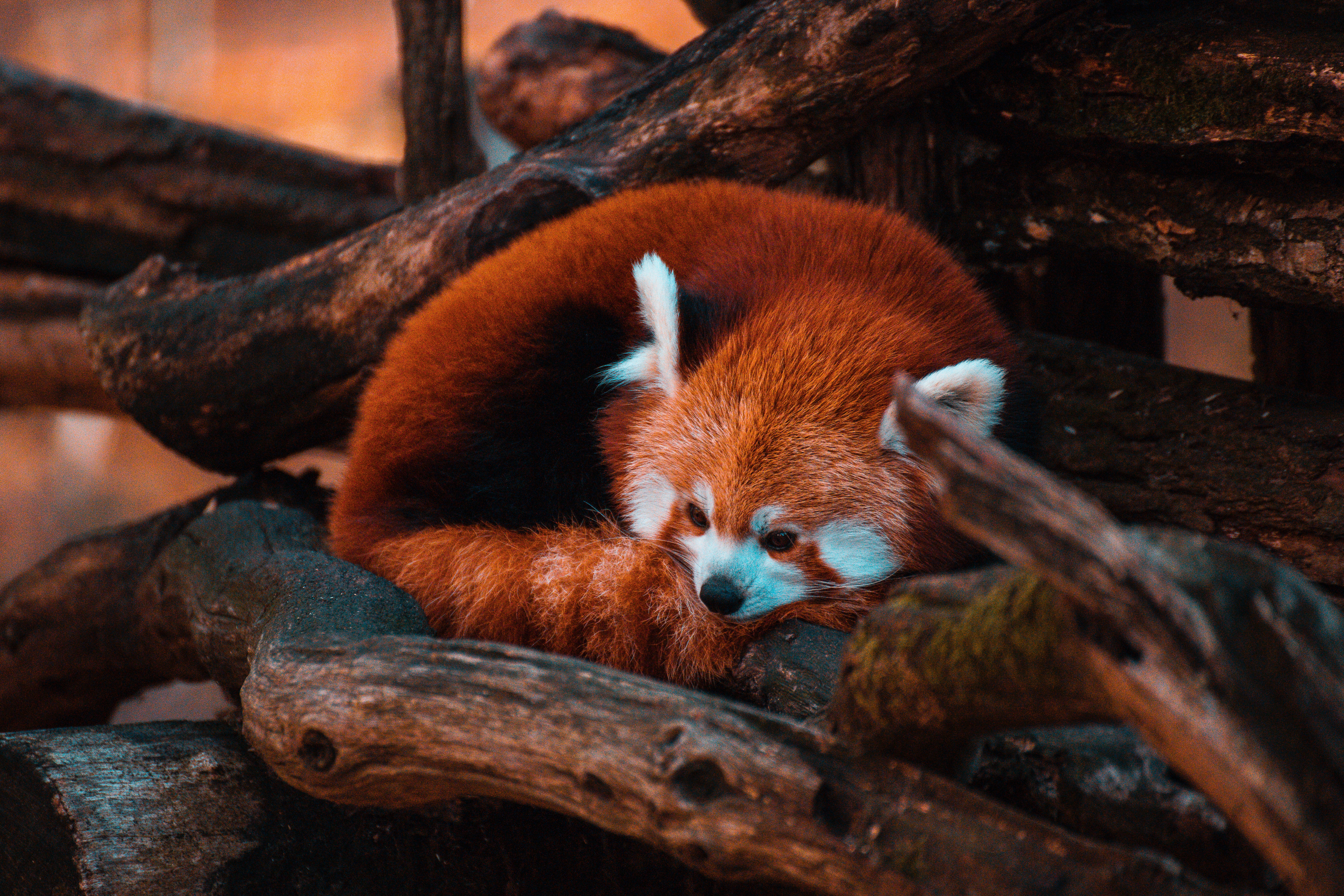 Téléchargez gratuitement l'image Petit Panda, Arbre, Bois, Animal, Panda Rouge, Animaux, Panda sur le bureau de votre PC