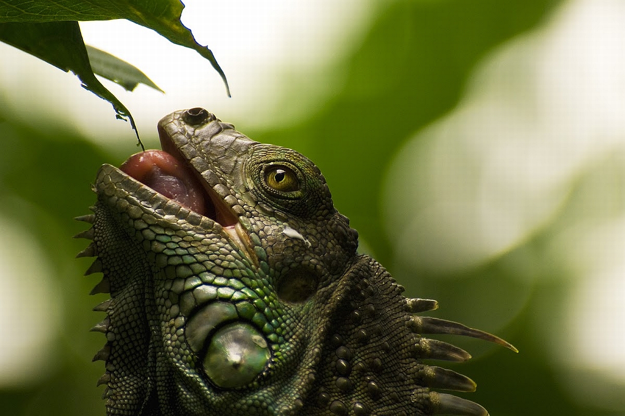1457272 descargar fondo de pantalla animales, iguana, lagarto: protectores de pantalla e imágenes gratis