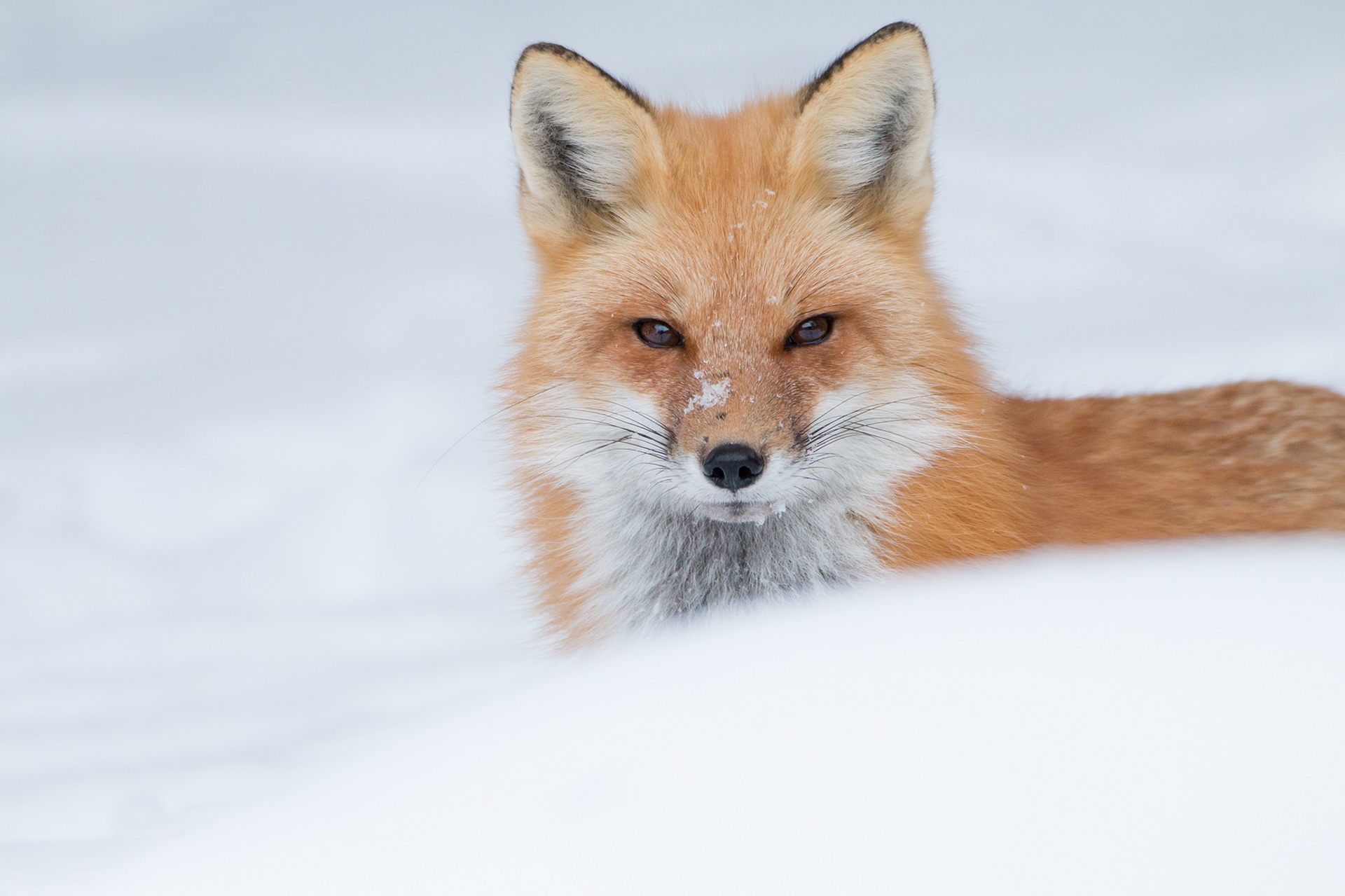 Baixe gratuitamente a imagem Animais, Raposa na área de trabalho do seu PC