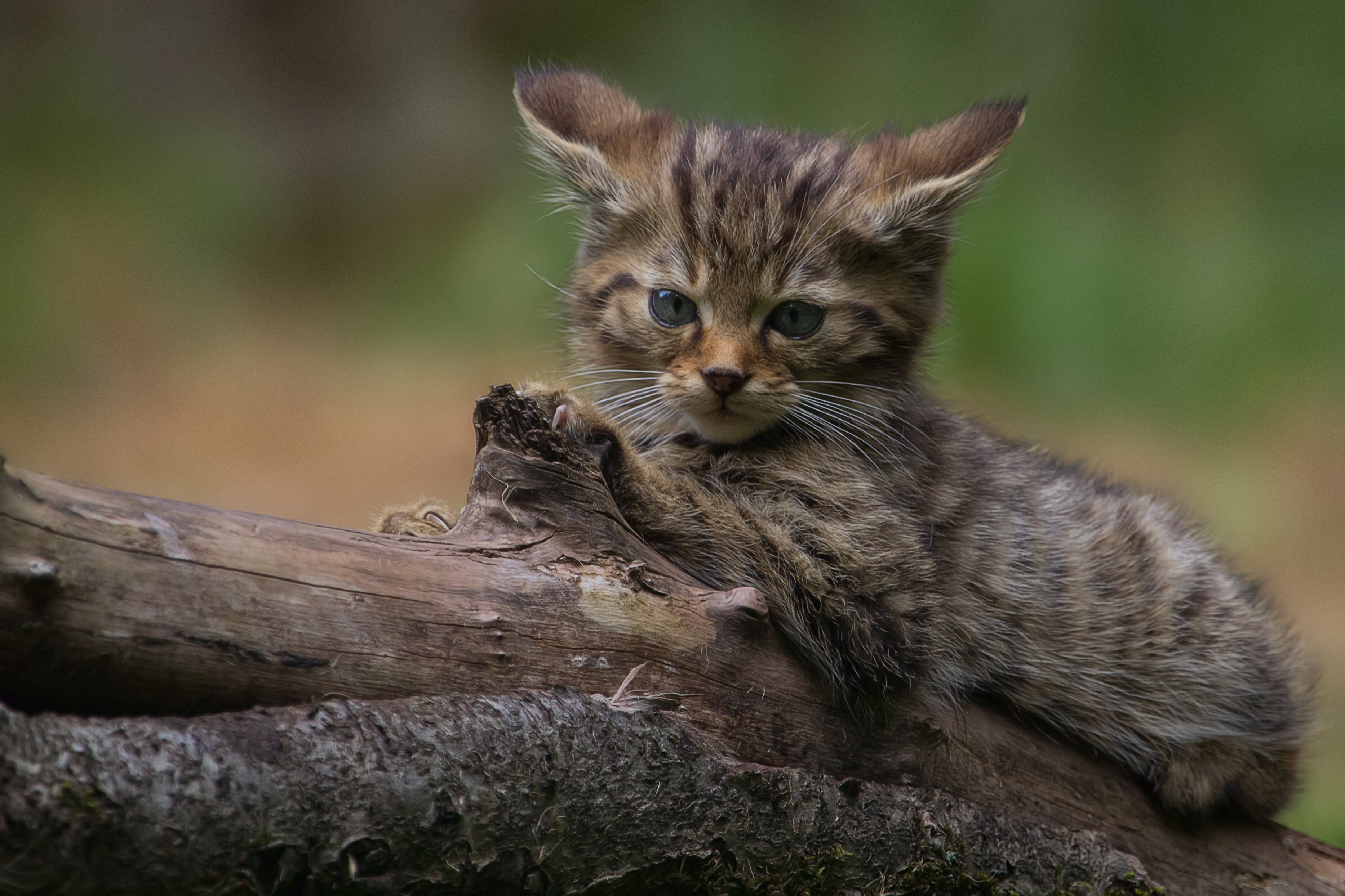 PCデスクトップに子猫, 赤ちゃん動物, ネコ, 猫, 動物画像を無料でダウンロード