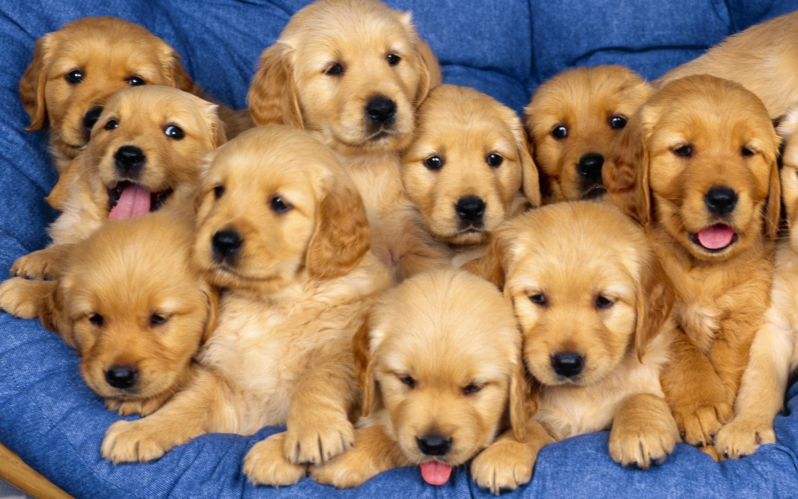 Free download wallpaper Animal, Puppy on your PC desktop