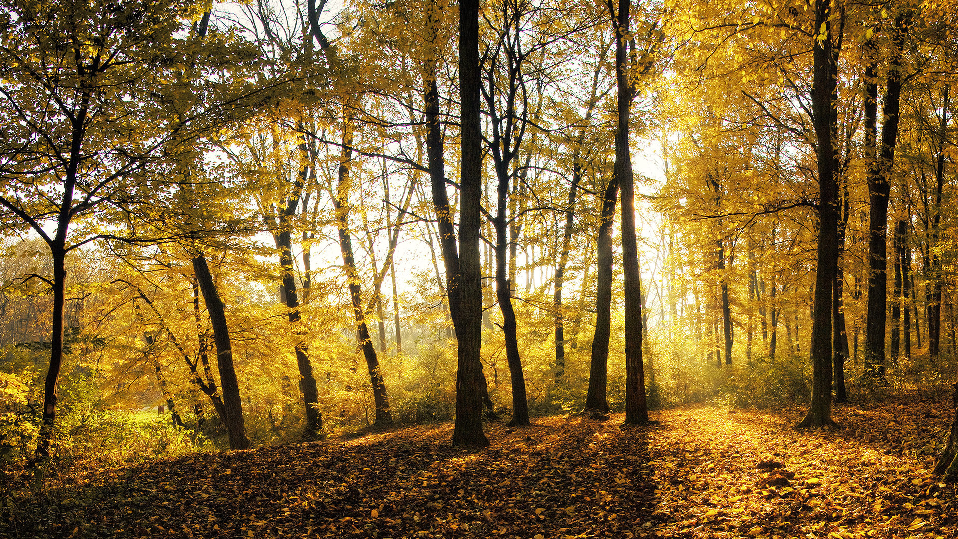 Téléchargez des papiers peints mobile Forêt, Terre/nature gratuitement.