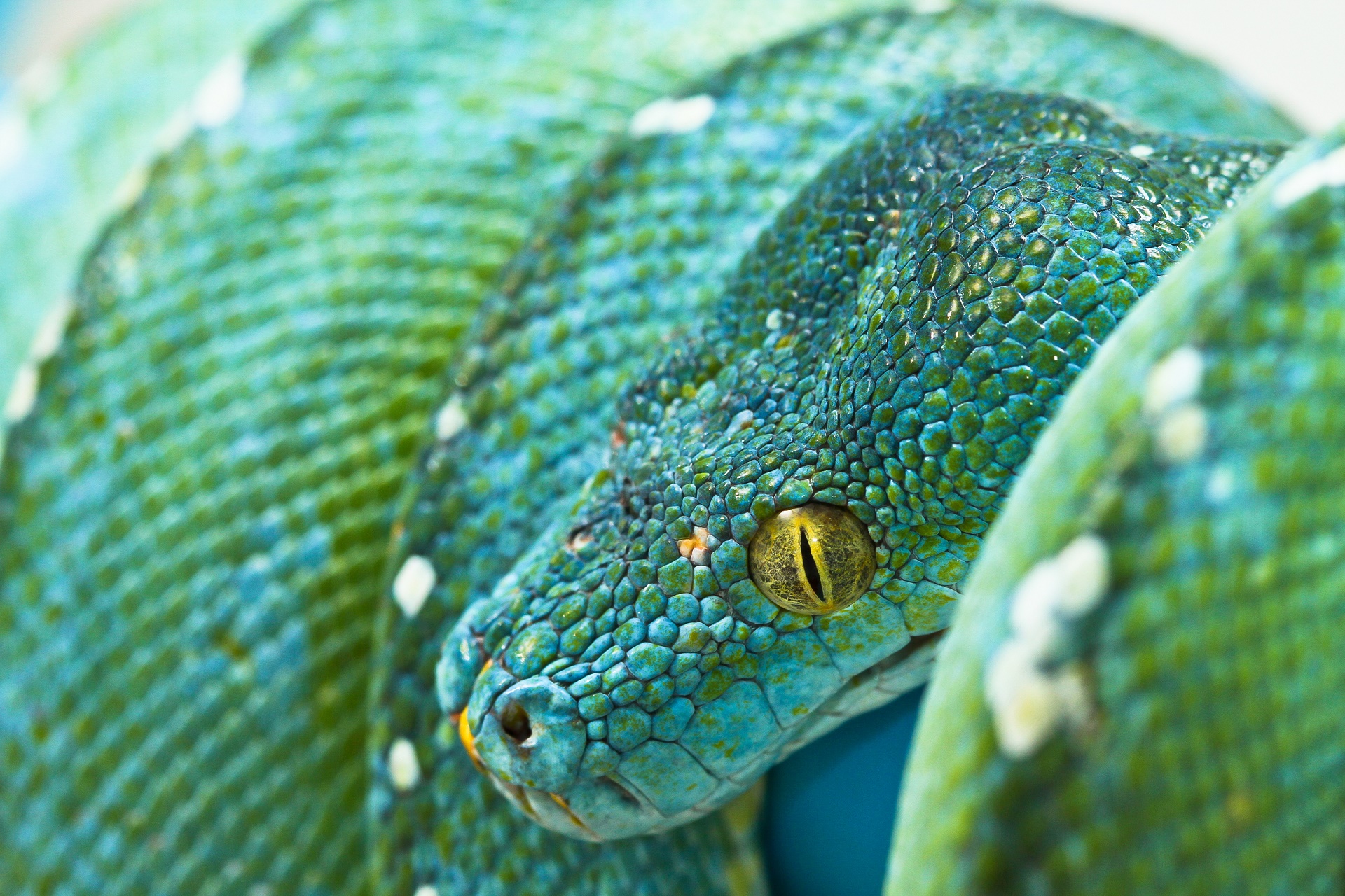 Téléchargez gratuitement l'image Animaux, Reptiles, Python sur le bureau de votre PC