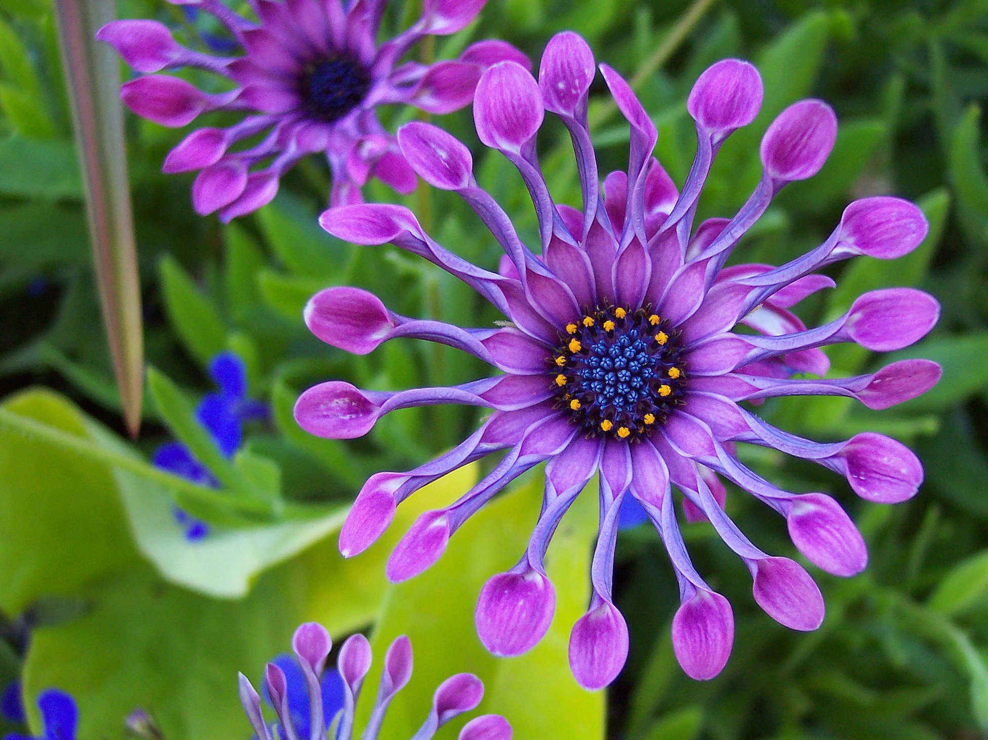 765016 скачать картинку фиолетовый цветок, земля/природа, африканская ромашка, ромашка, цветок - обои и заставки бесплатно