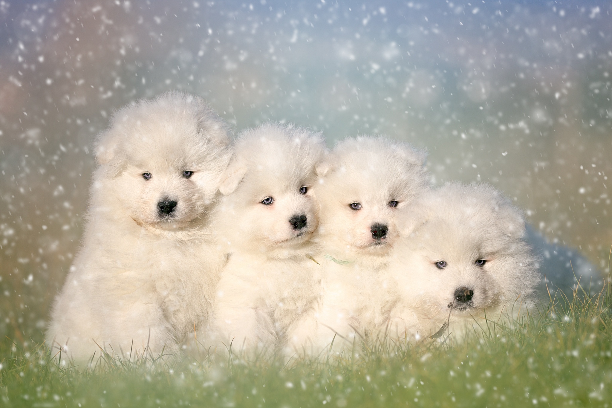 1920x1080 Background animal, samoyed, baby animal, cute, dog, fluffy, puppy, dogs