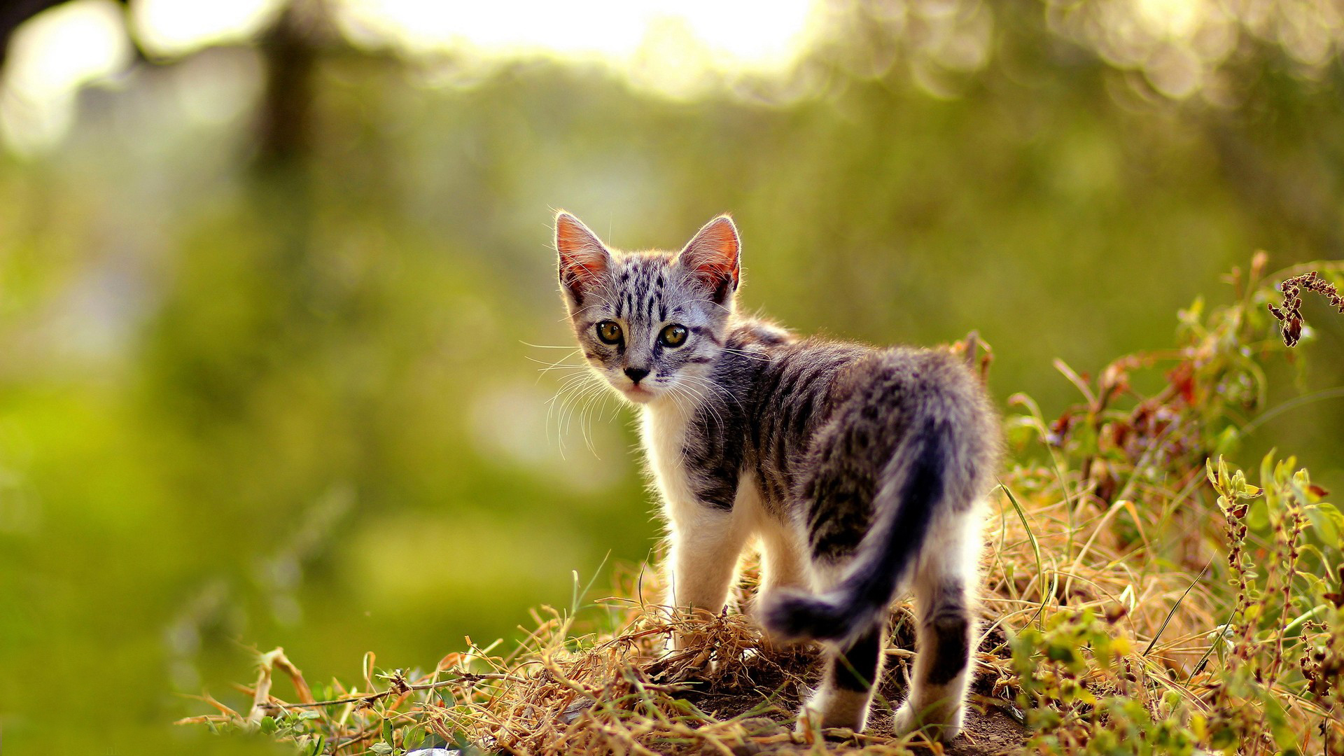 Baixe gratuitamente a imagem Gato, Gatos, Animais na área de trabalho do seu PC