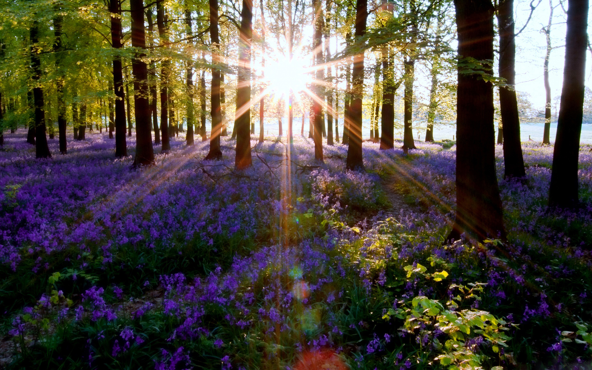 Laden Sie das Wald, Sonnenstrahl, Erde/natur-Bild kostenlos auf Ihren PC-Desktop herunter