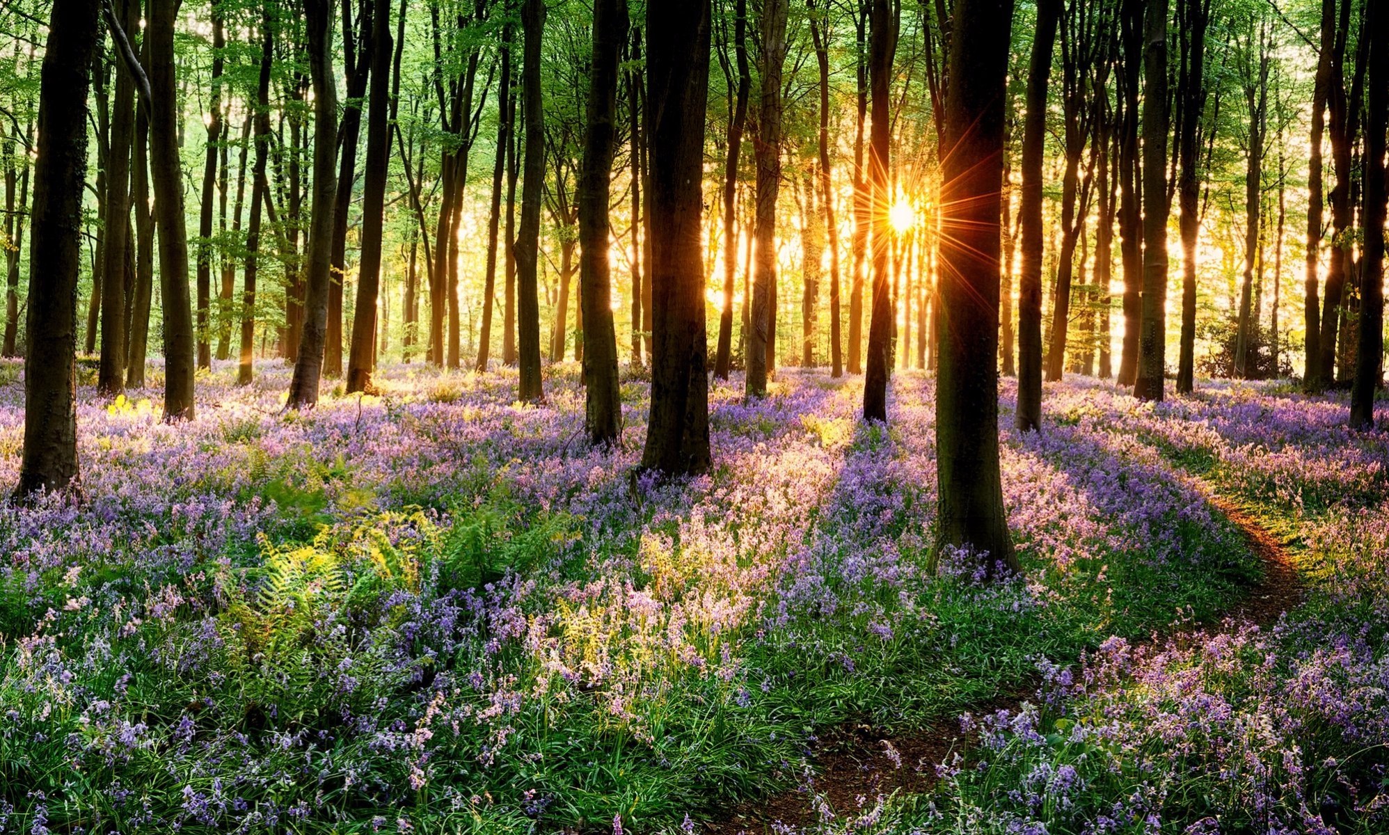 Free download wallpaper Sun, Flower, Forest, Earth, Sunlight, Spring, Sunbeam, Purple Flower, Sunshine on your PC desktop