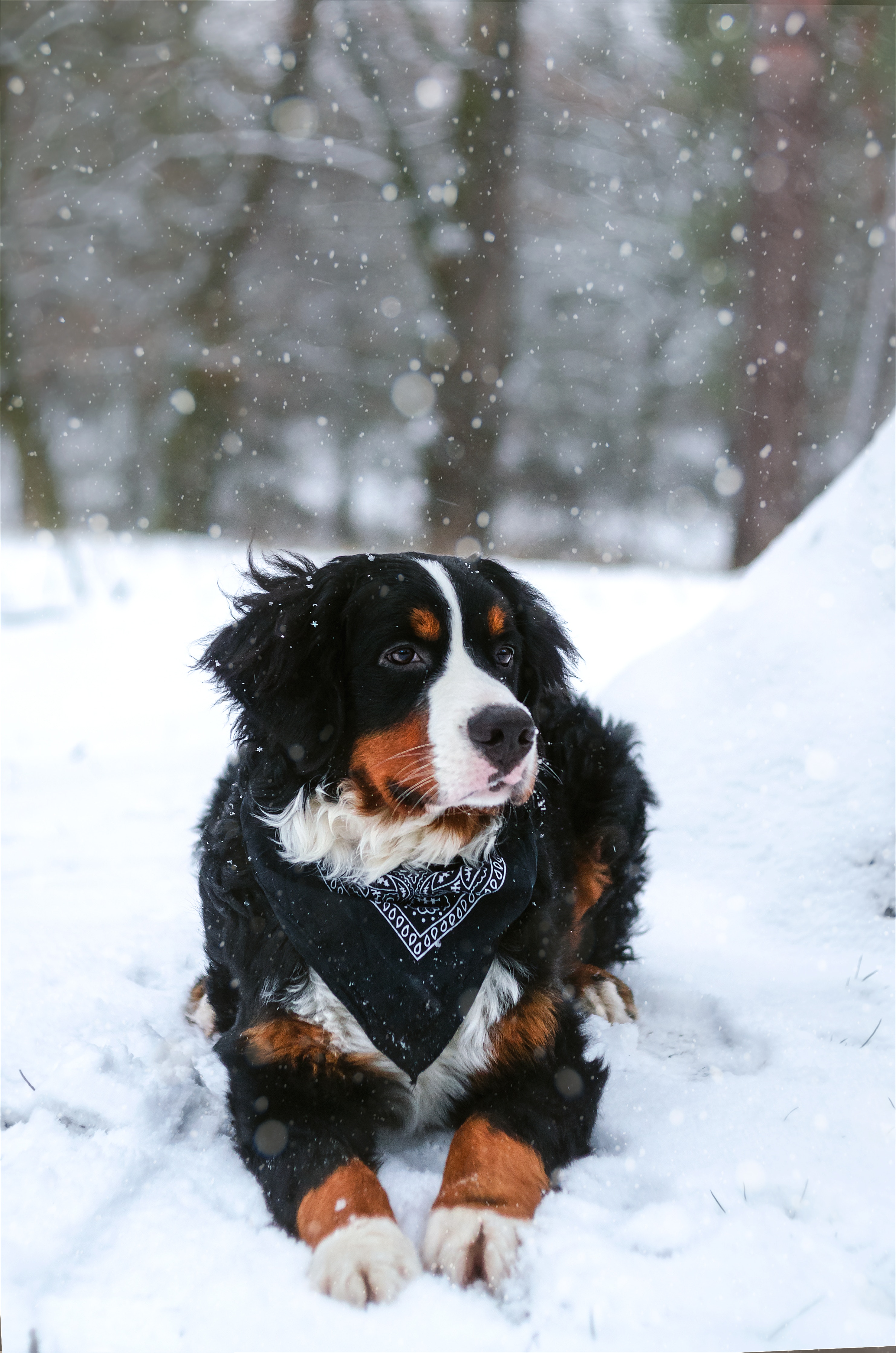73062 descargar fondo de pantalla nieve, animales, perro, nevada, perro de montaña de bernese, berna zennenhund: protectores de pantalla e imágenes gratis