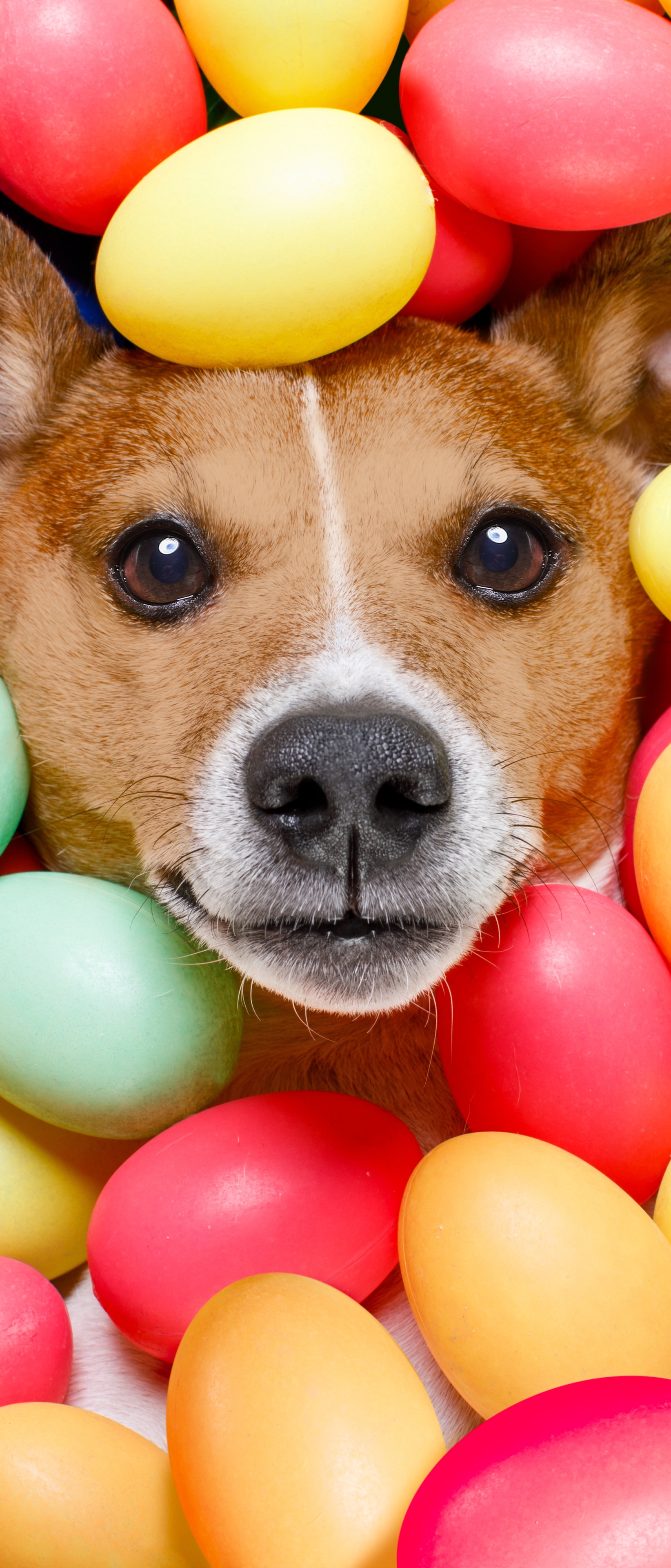 Descarga gratuita de fondo de pantalla para móvil de Animales, Perros, Perro, Huevo De Pascua.
