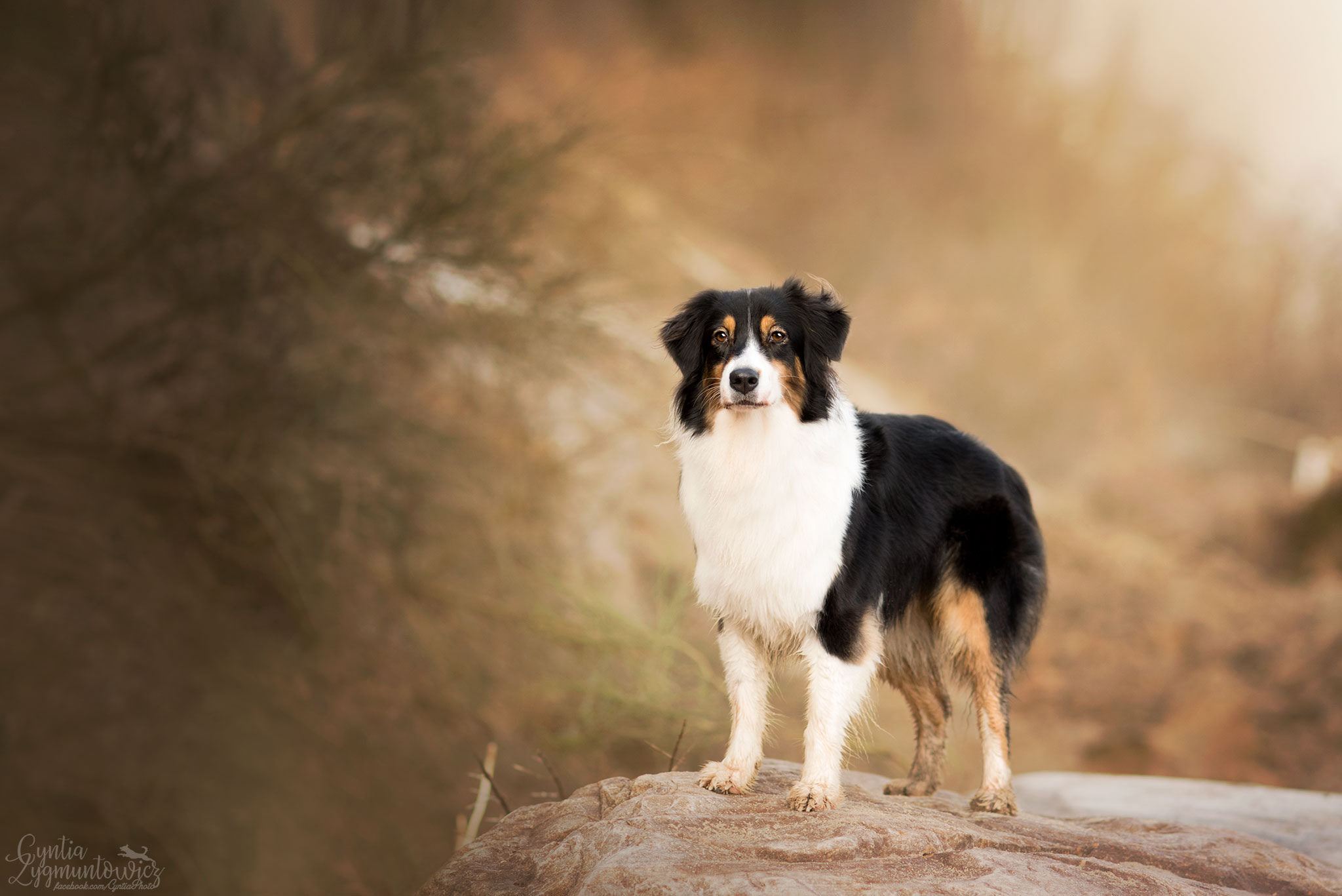Download mobile wallpaper Dogs, Animal, Australian Shepherd for free.