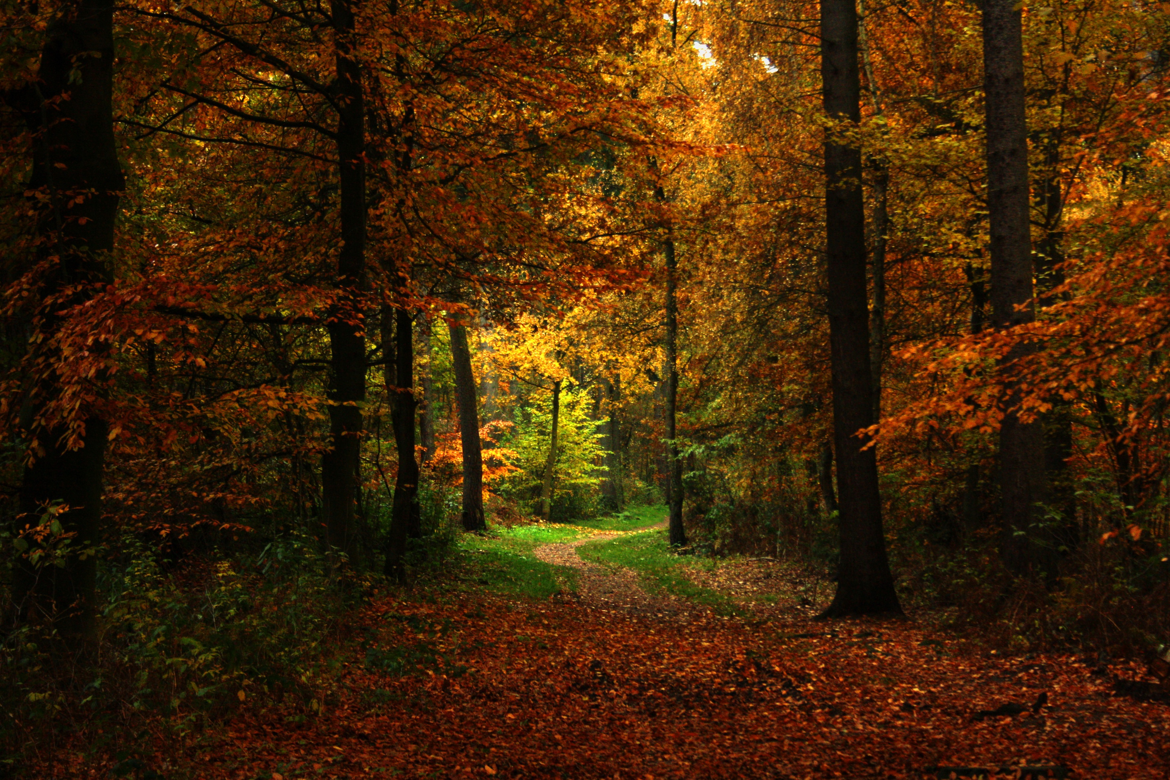 Téléchargez des papiers peints mobile Forêt, Terre/nature gratuitement.