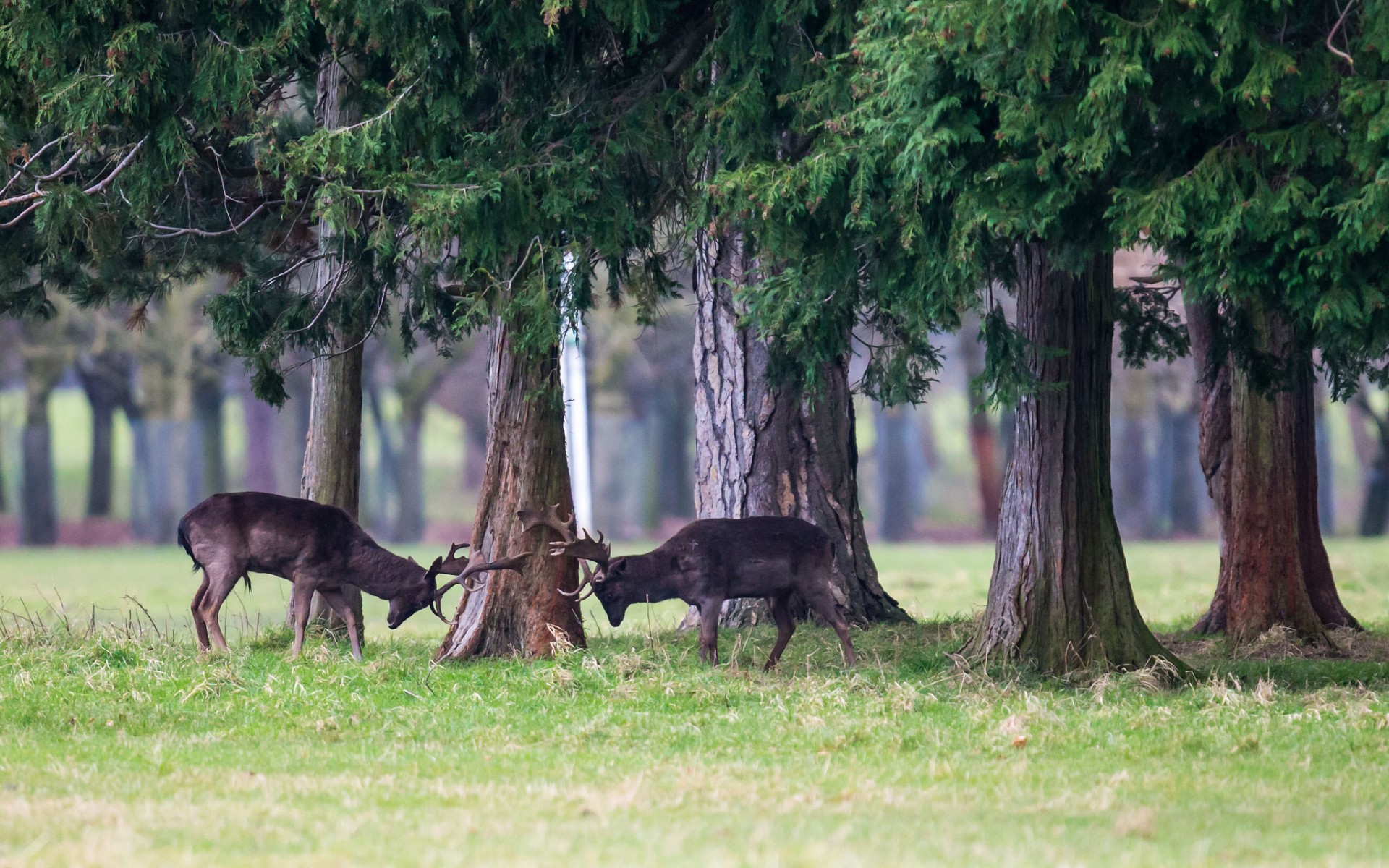 Handy-Wallpaper Tiere, Hirsch kostenlos herunterladen.