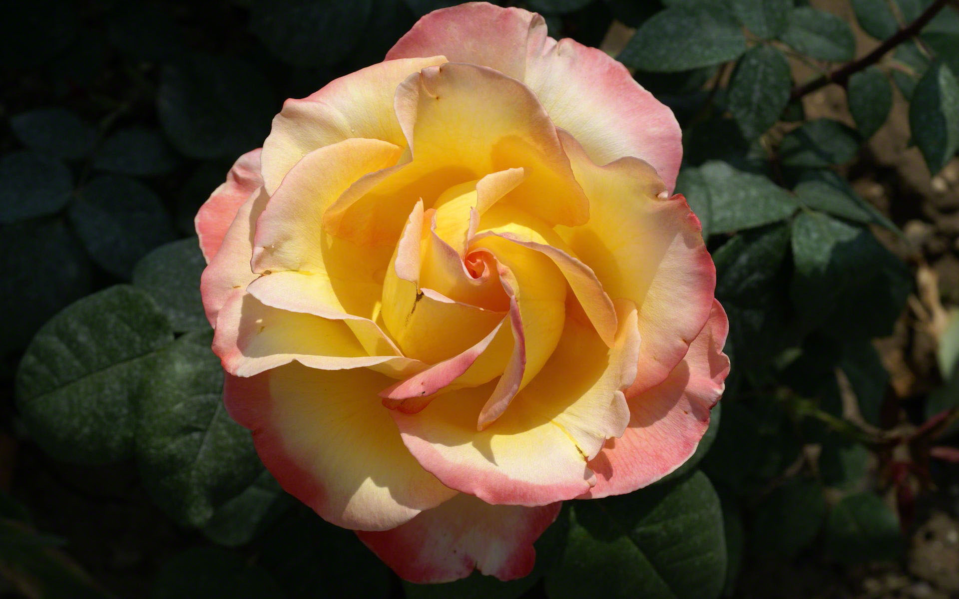Descarga gratis la imagen Flores, Rosa, Flor, Flor Rosa, Tierra/naturaleza en el escritorio de tu PC