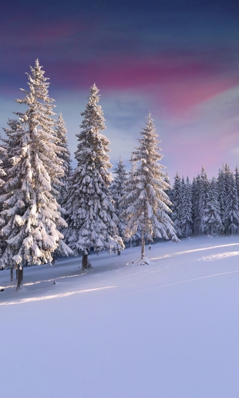 Download mobile wallpaper Winter, Sunset, Snow, Forest, Tree, Earth for free.