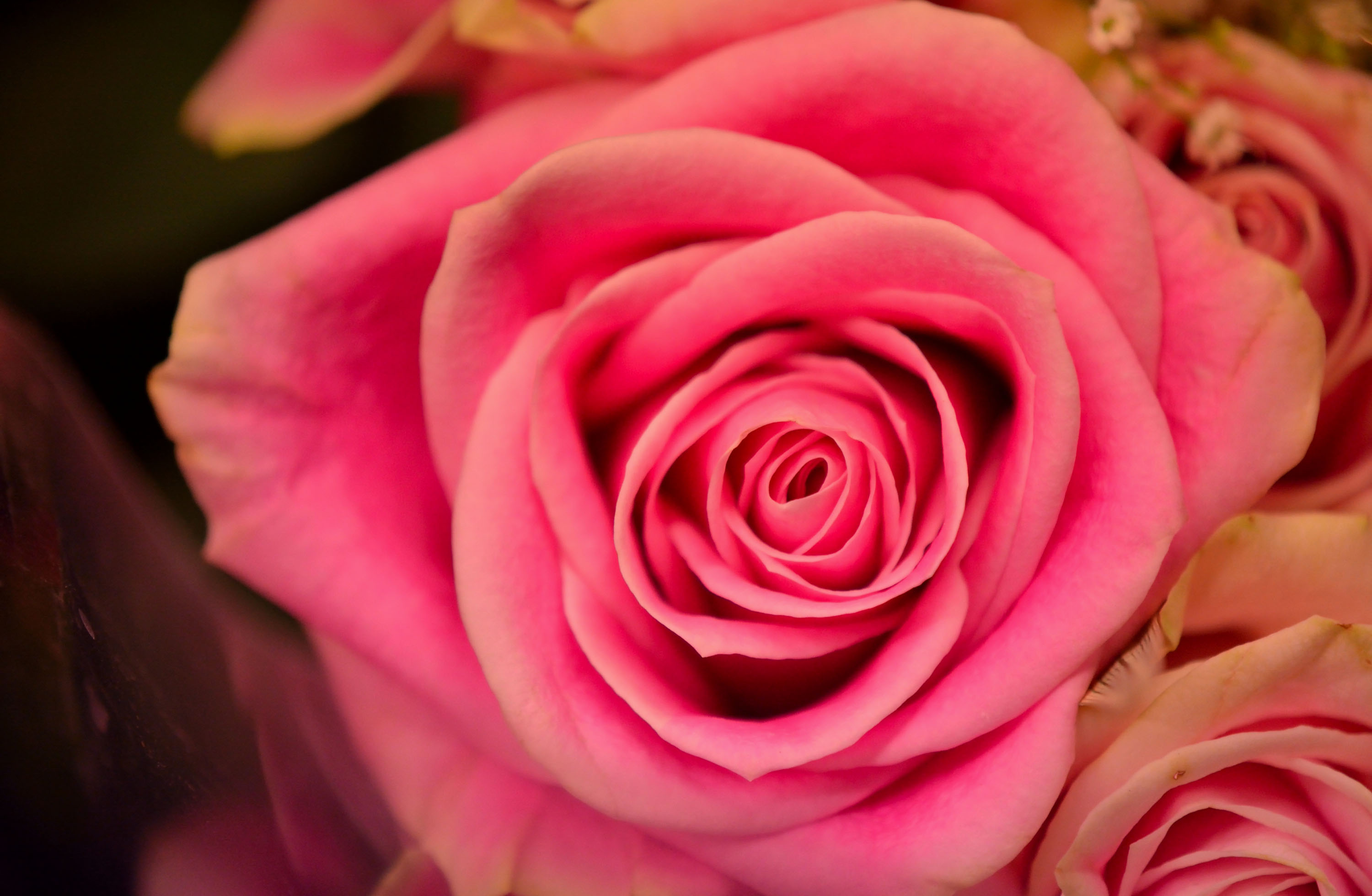 Free download wallpaper Flowers, Flower, Rose, Earth, Pink Flower, Pink Rose on your PC desktop