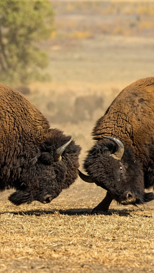 Download mobile wallpaper Animal, Fight, American Bison for free.