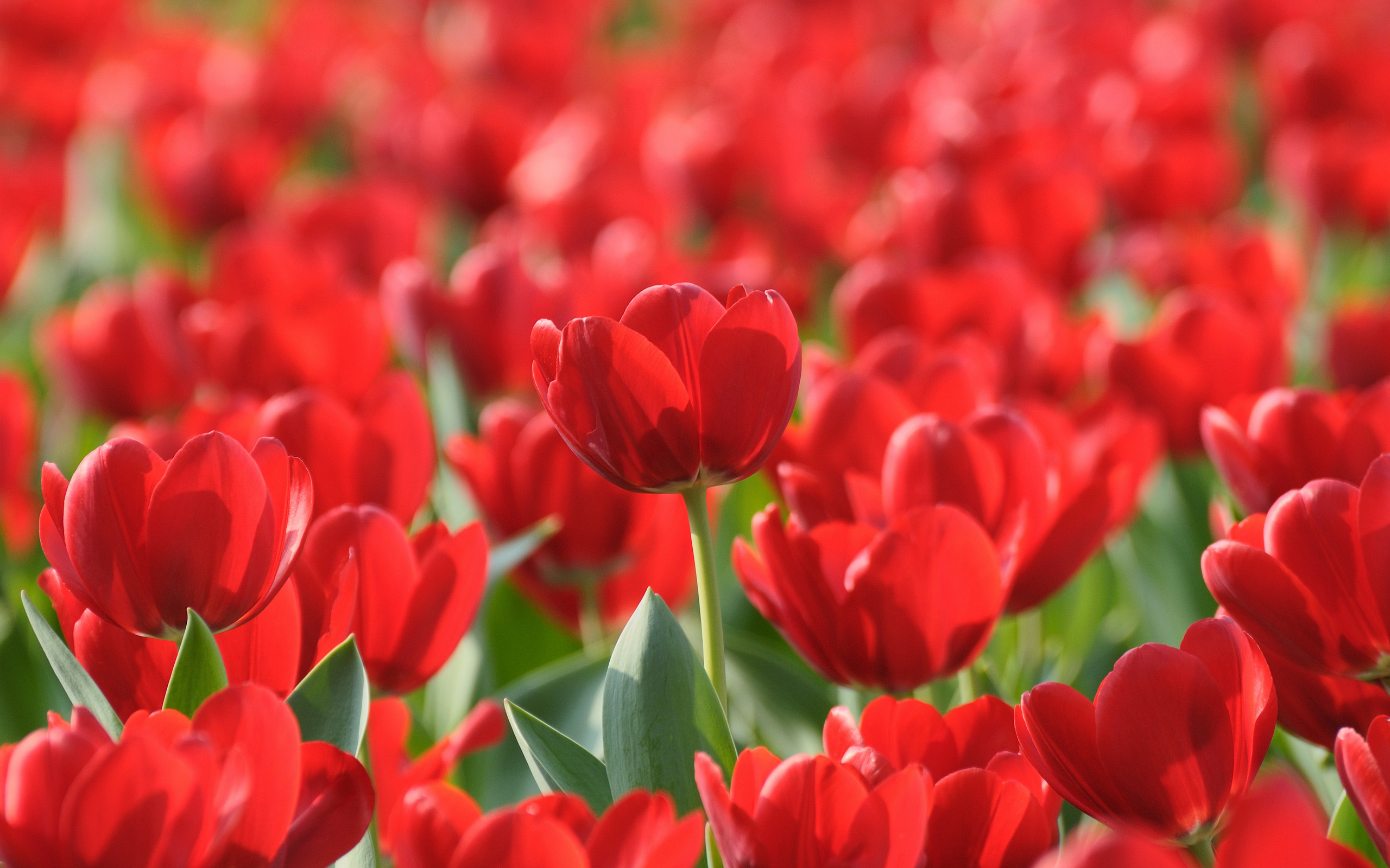 Free download wallpaper Tulip, Flowers, Earth on your PC desktop