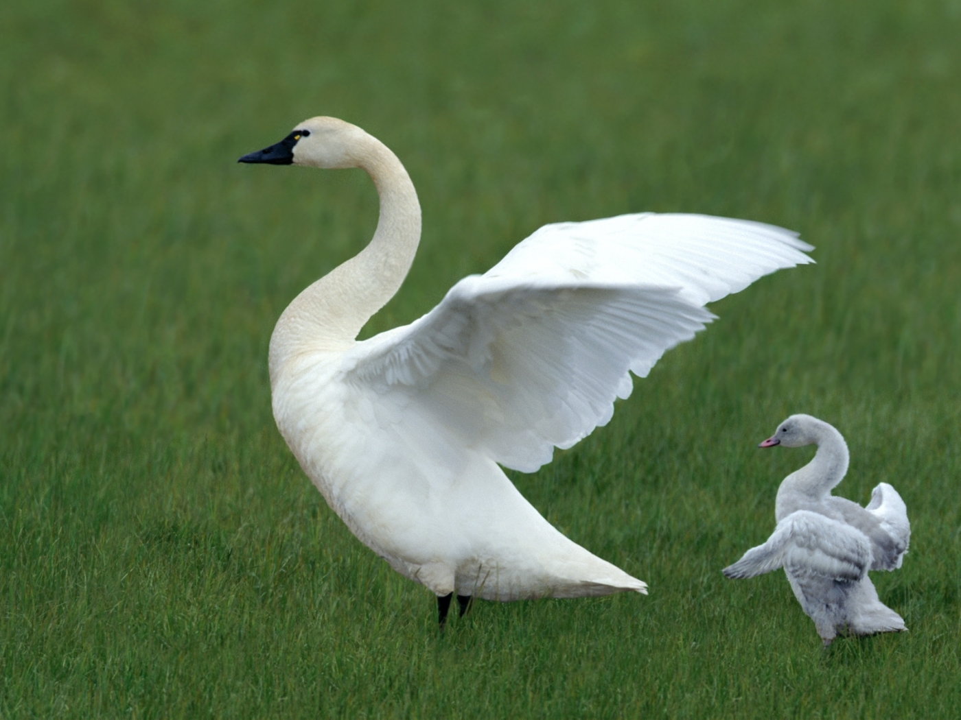 Free download wallpaper Animals, Birds, Swans on your PC desktop