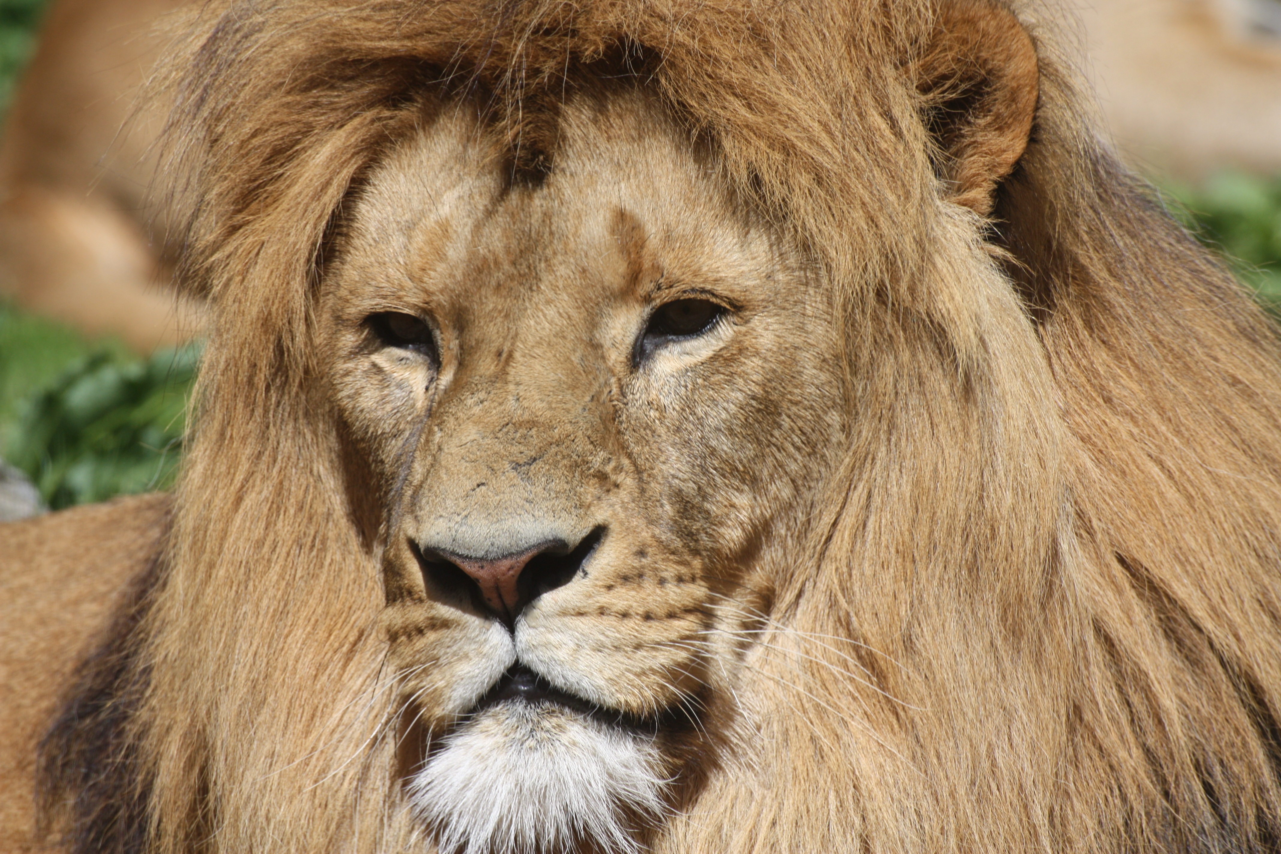 Free download wallpaper Animals, Predator, Big Cat, Mane, Lion on your PC desktop