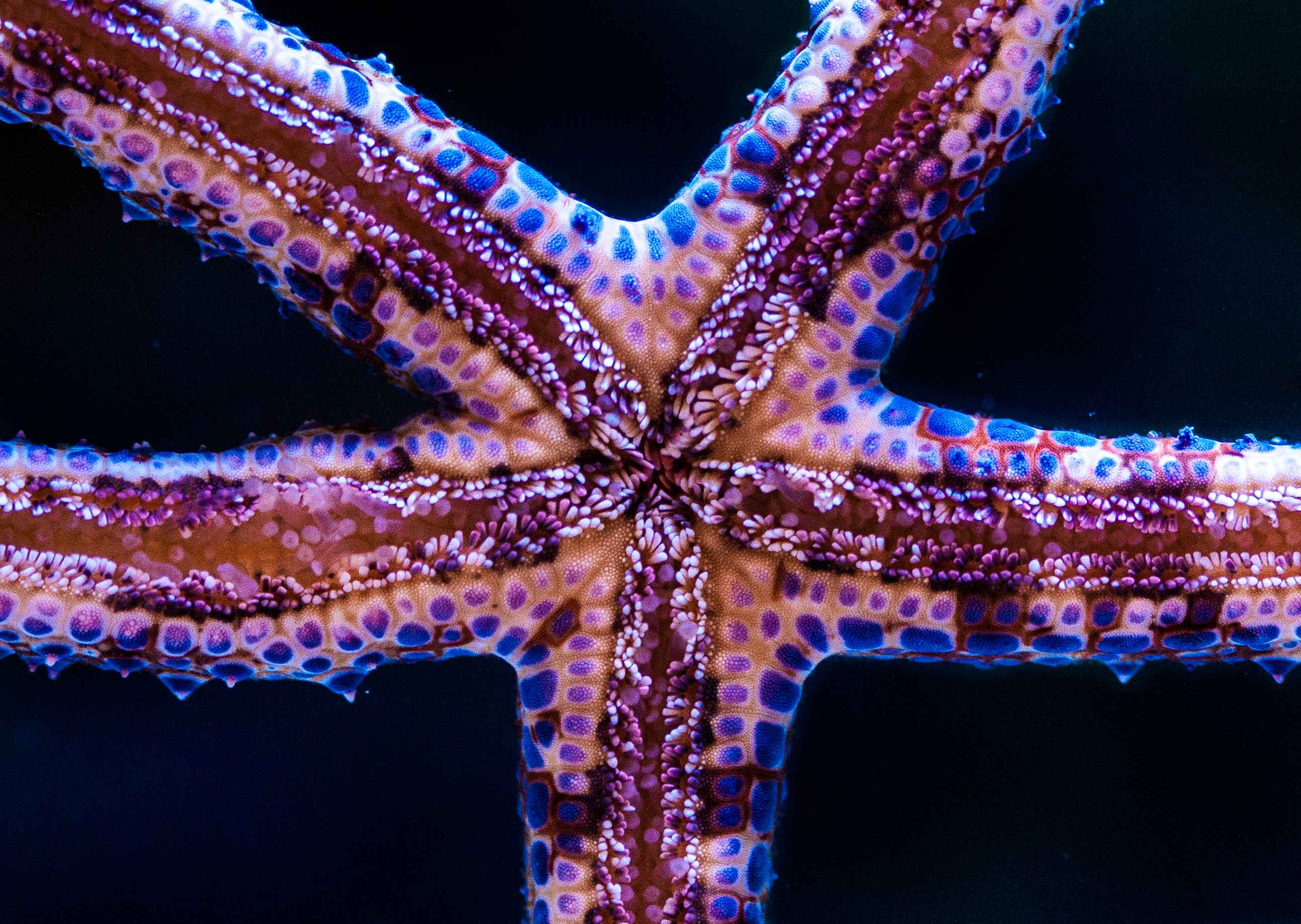 animals, starfish, underwater world, tentacles