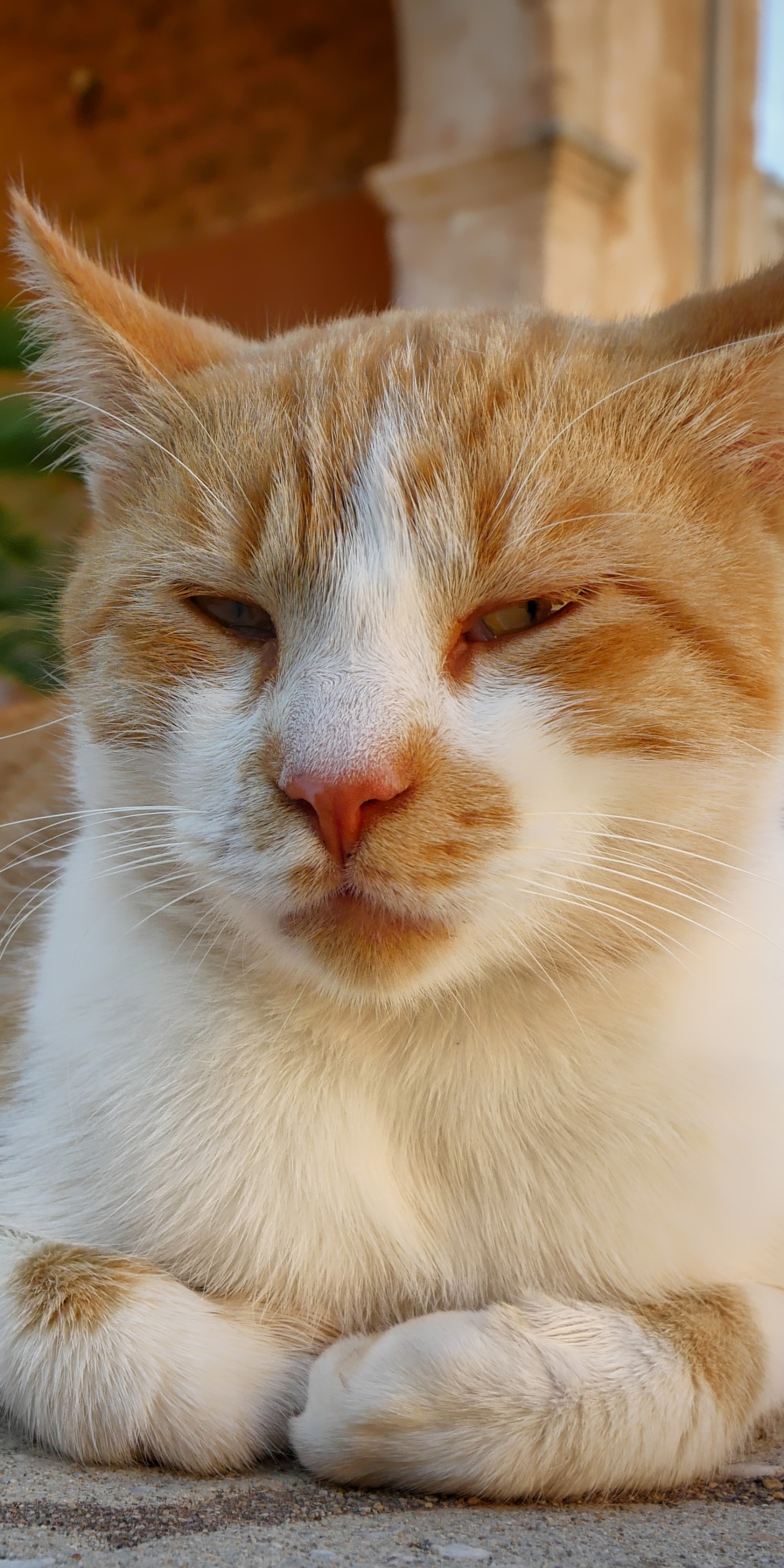 PCデスクトップに動物, ネコ, 猫, 横たわる画像を無料でダウンロード